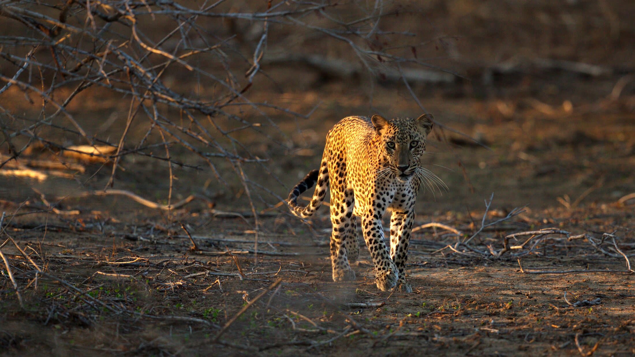 a leopard standing on a dry grass field