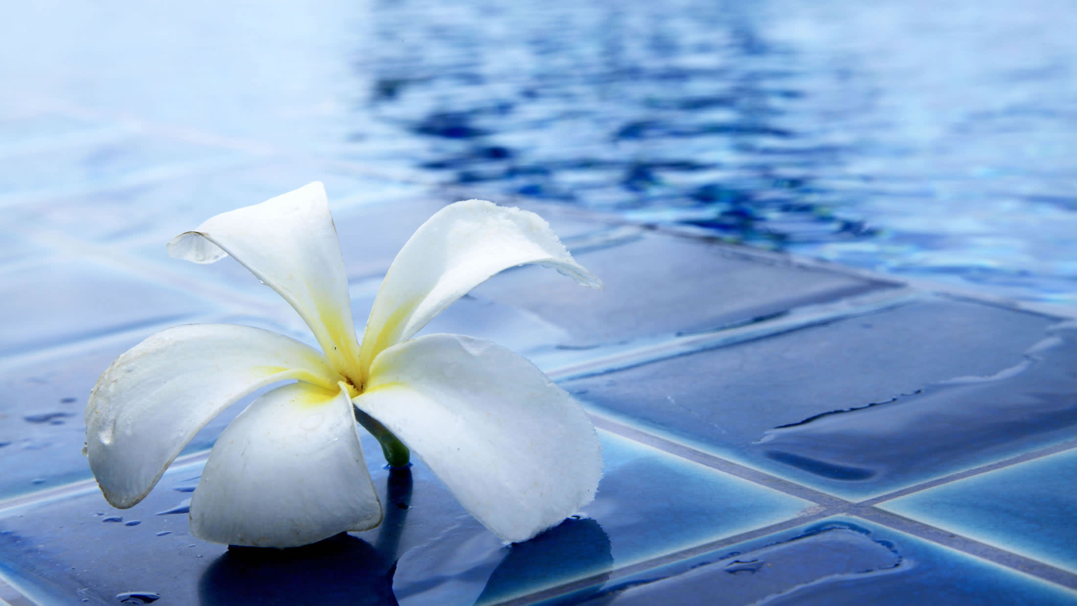 a white flower on water