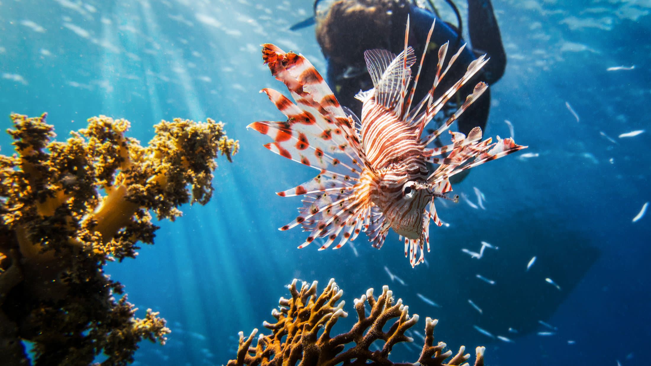 Lionfish Dive Skin, Surf Suit