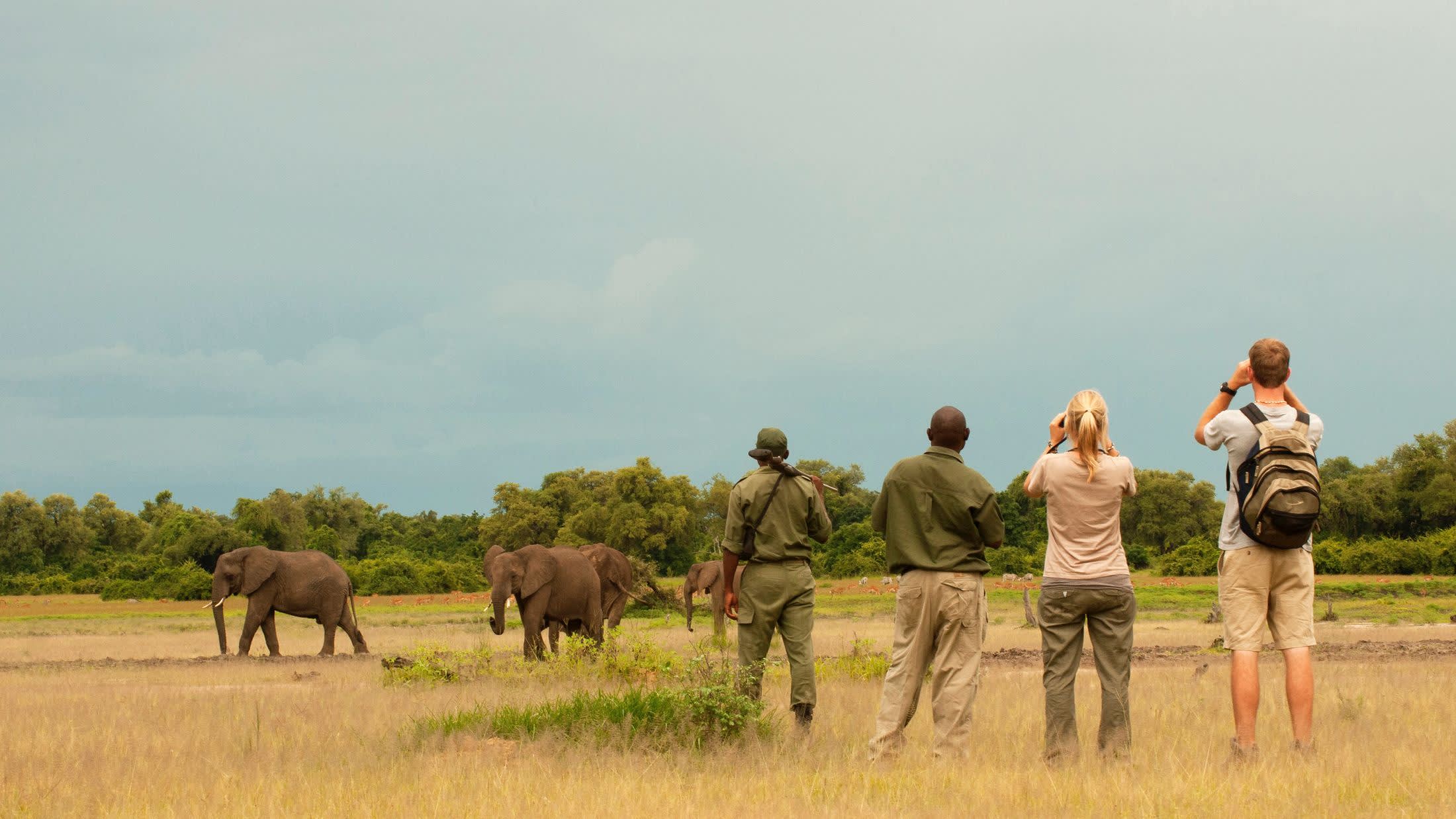 a herd of elephants walking across a grass covered field