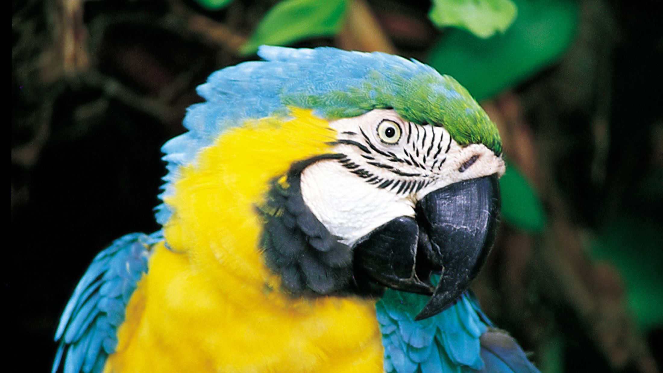 a colorful bird perched on top of a parrot