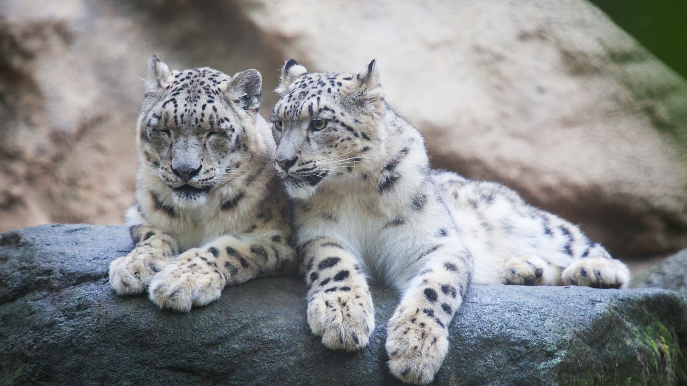 Snow leopards