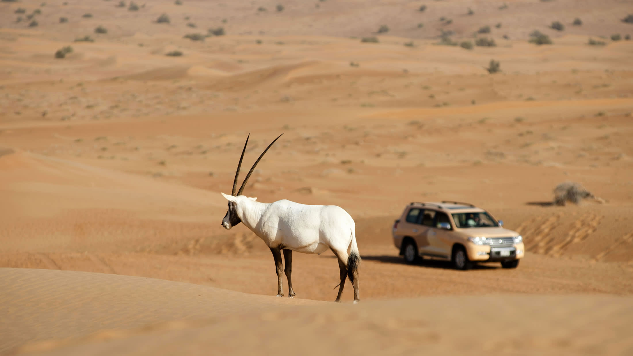 Arabian Oryx