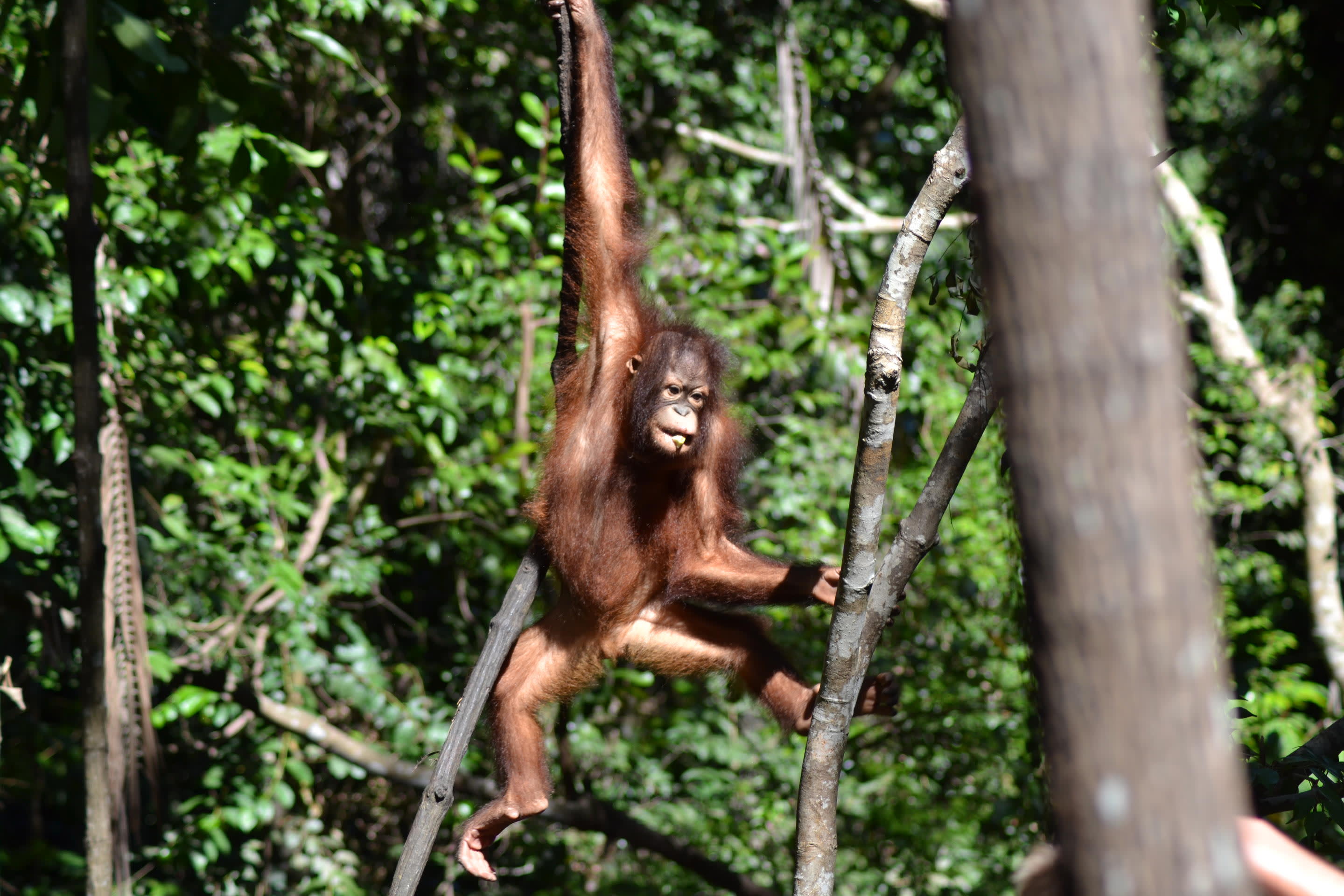 Shangri-La's Rasa Ria Resort