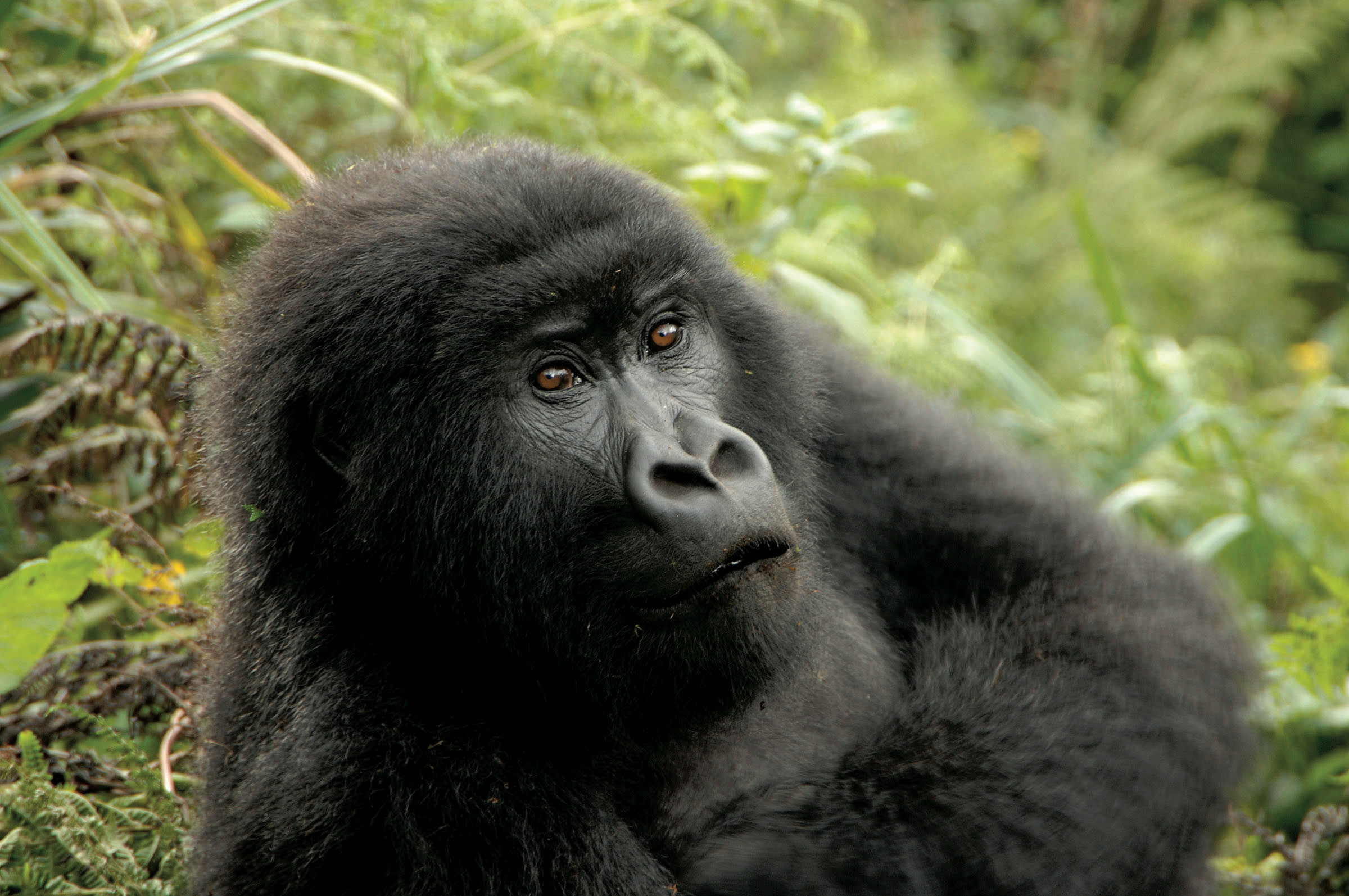 a black bear lying on some grass