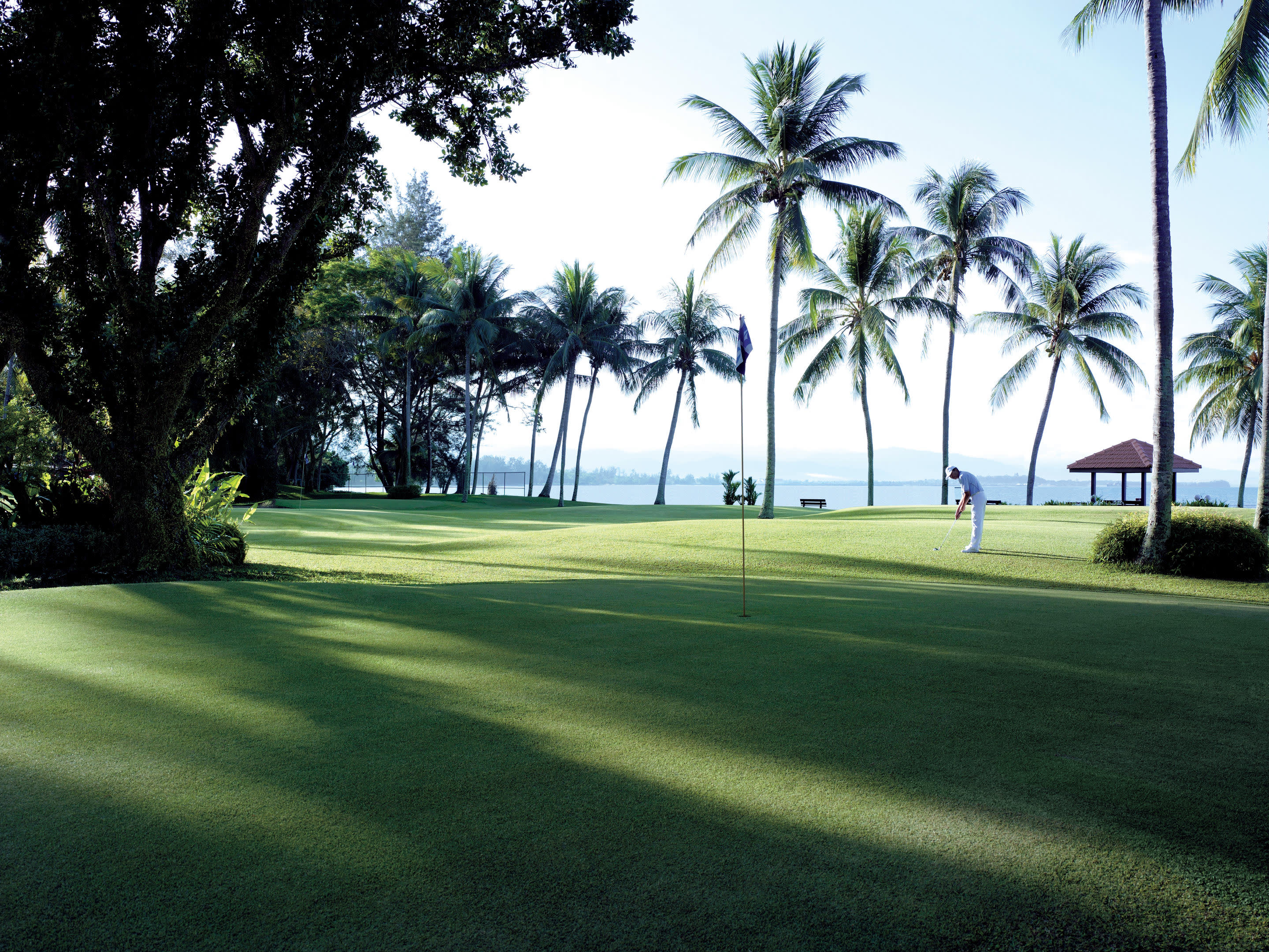 a tree in front of a palm tree