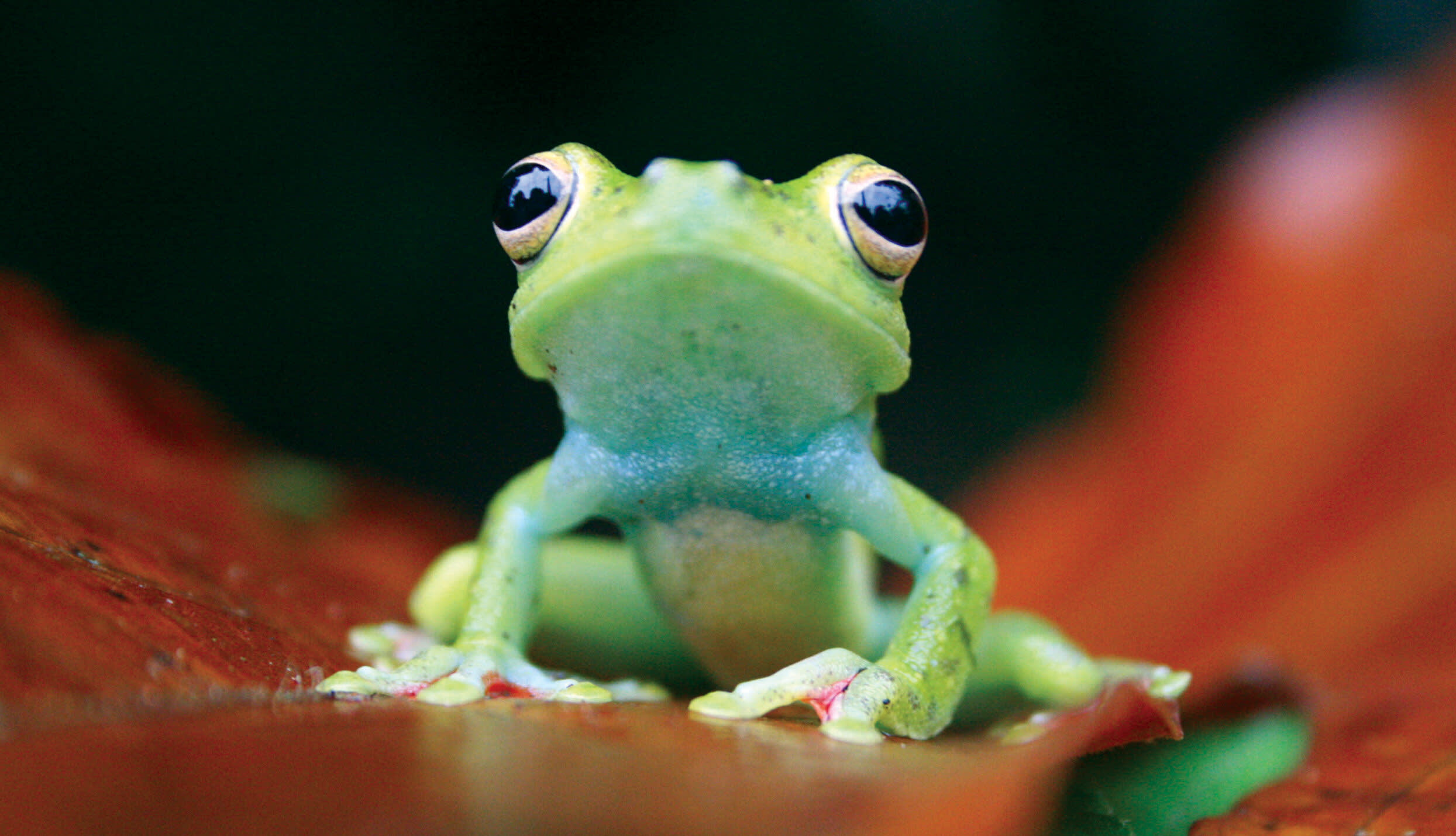 a close up of a frog