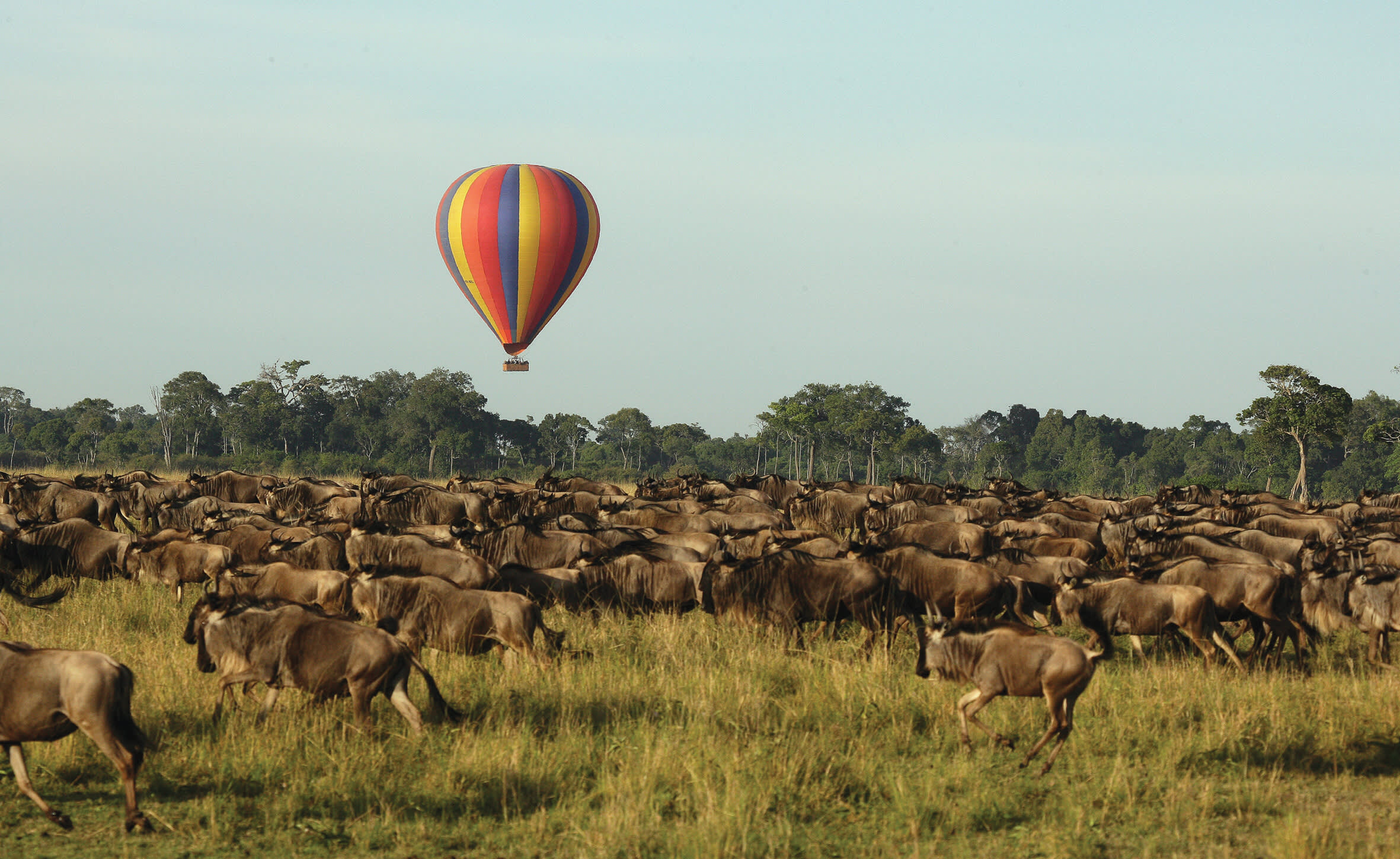 a herd of cattle standing on top of a grass covered field