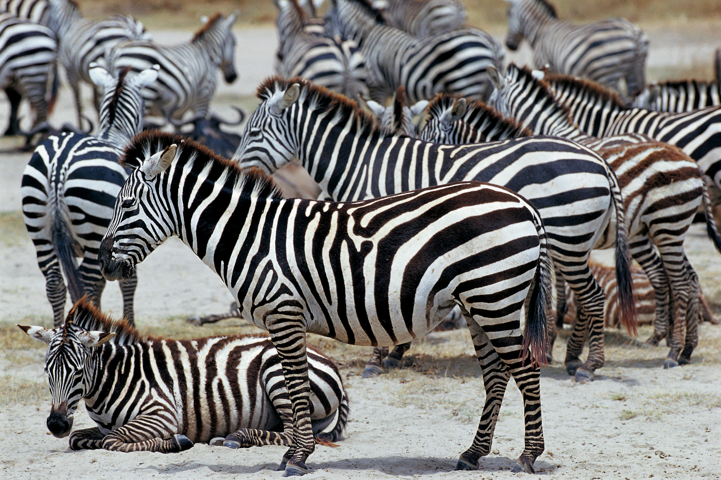 a herd of zebra standing on top of a dirt field