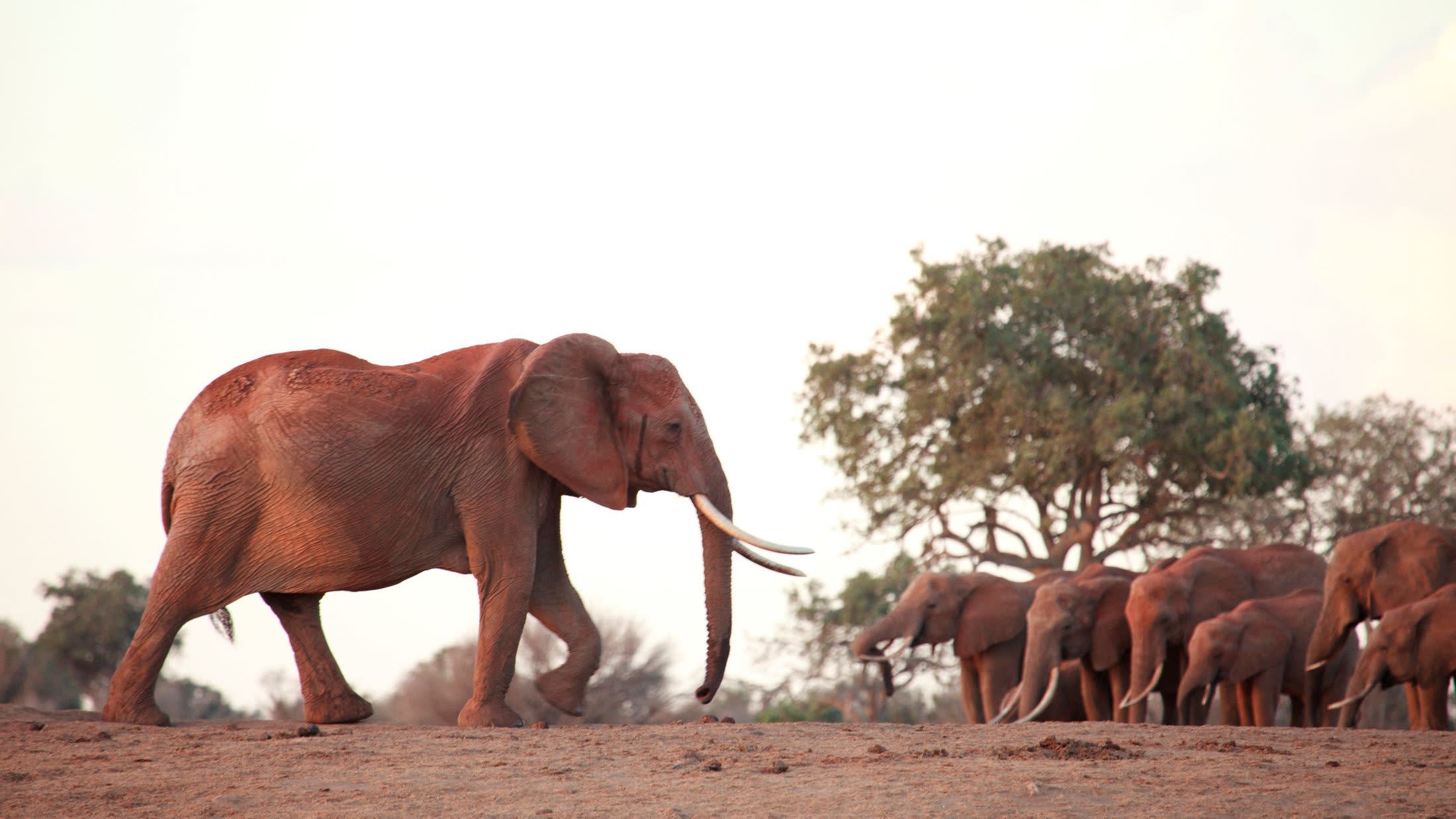 a large brown elephant standing in the dirt