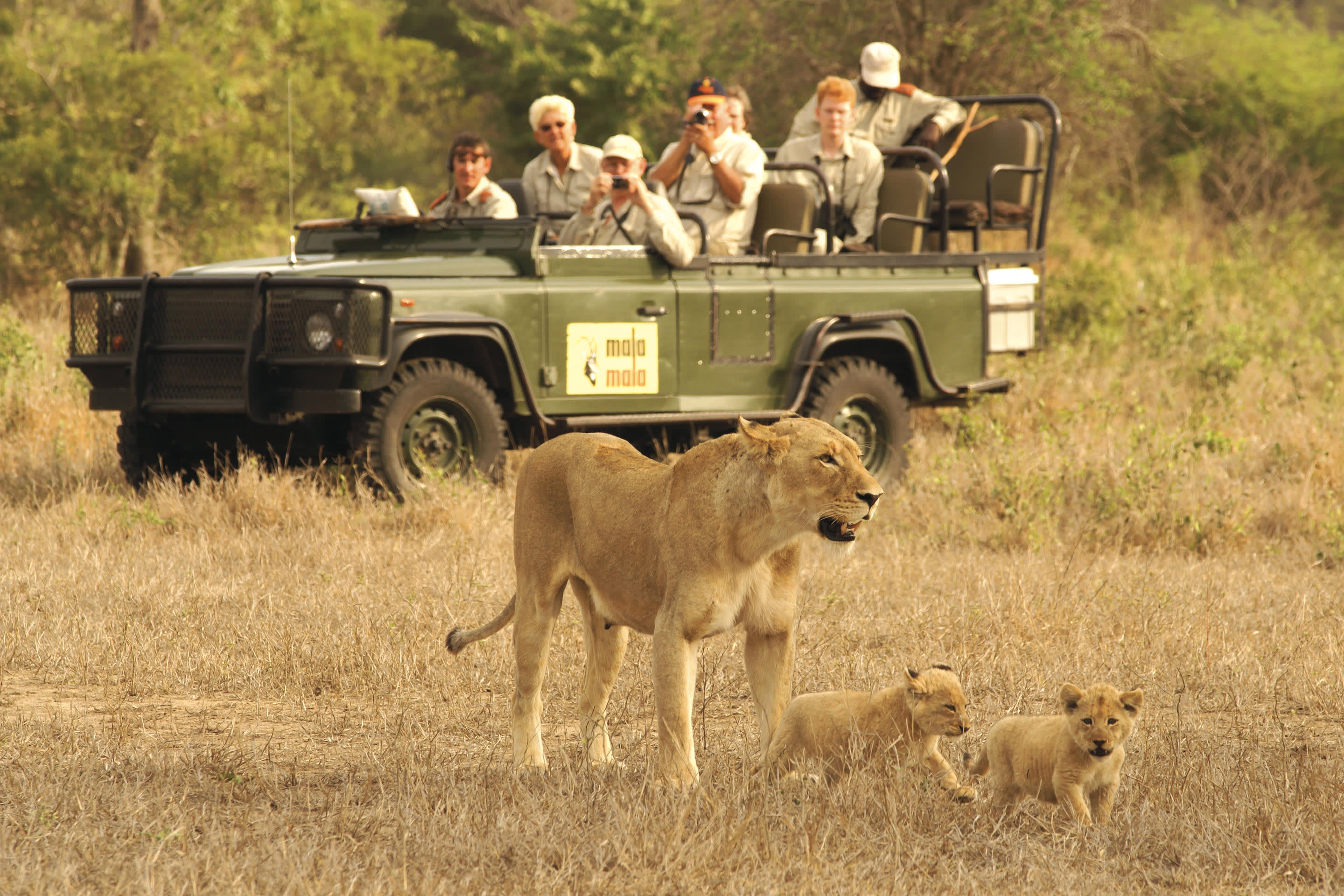 Safari in Kruger National Park