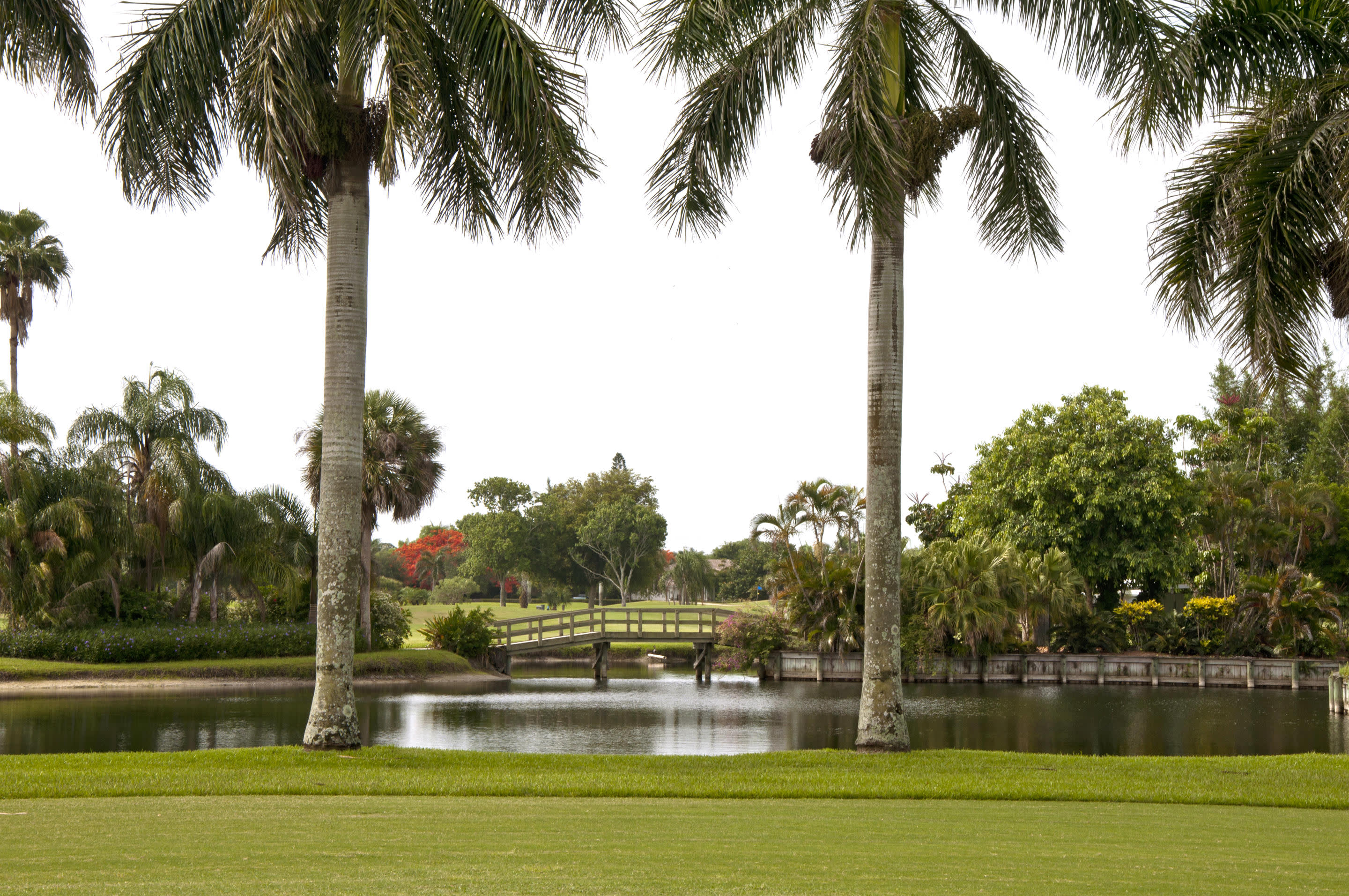 a group of palm trees next to a tree