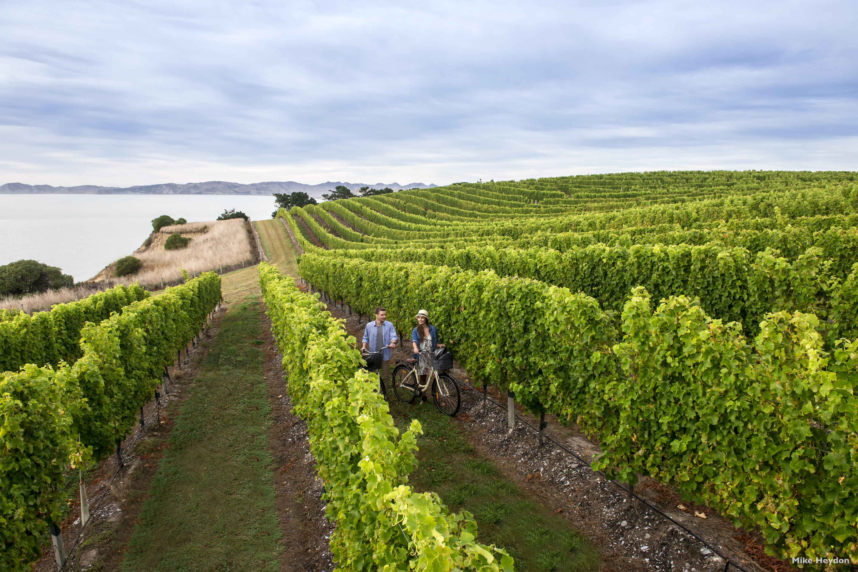 Vineyard, Marlborough