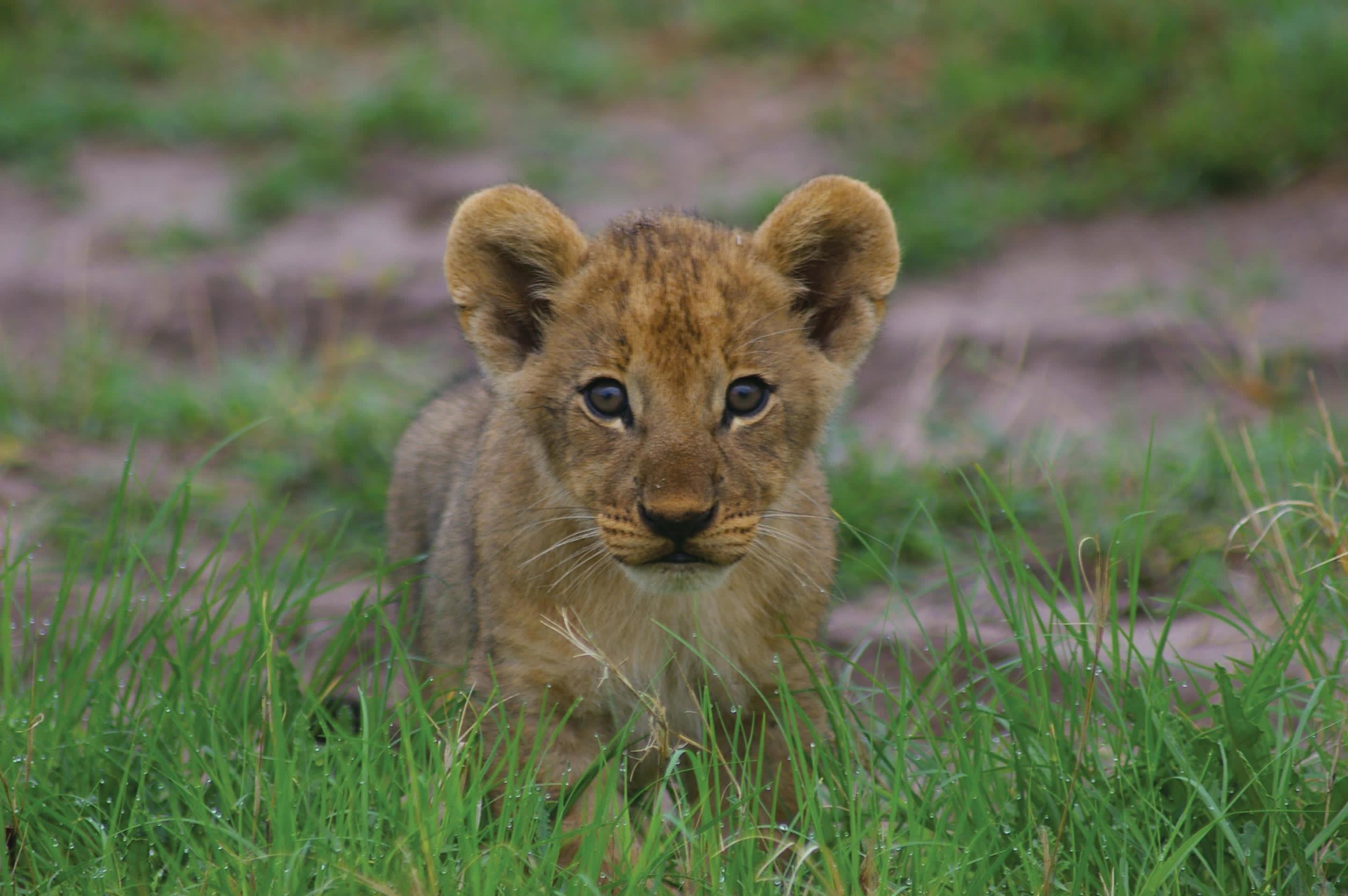 a lion sitting in a field