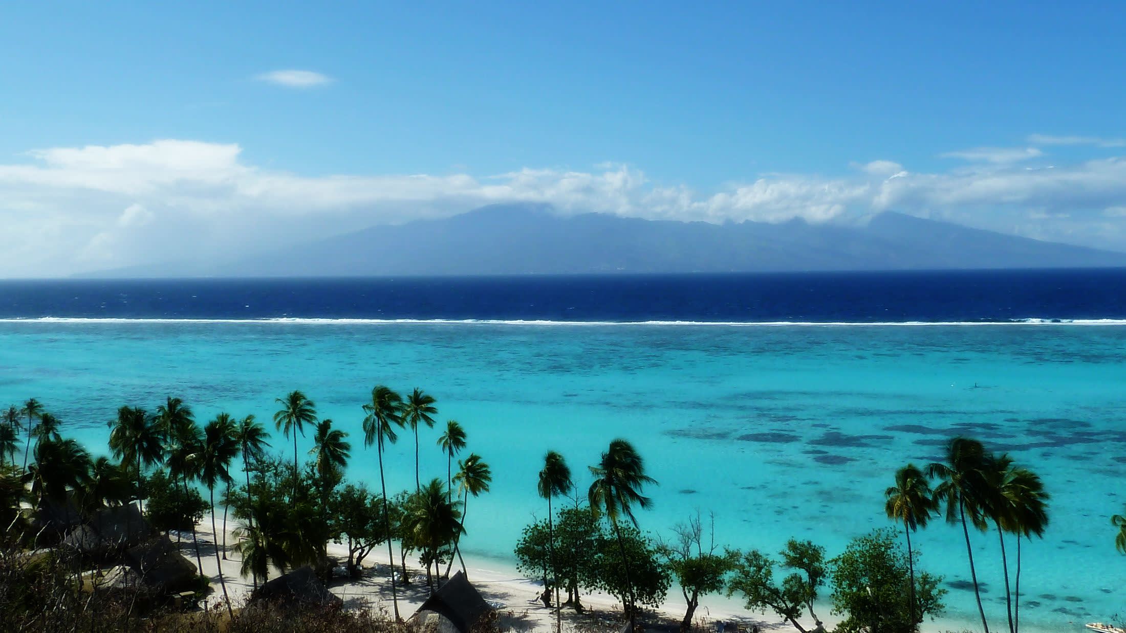 a palm tree in front of a body of water