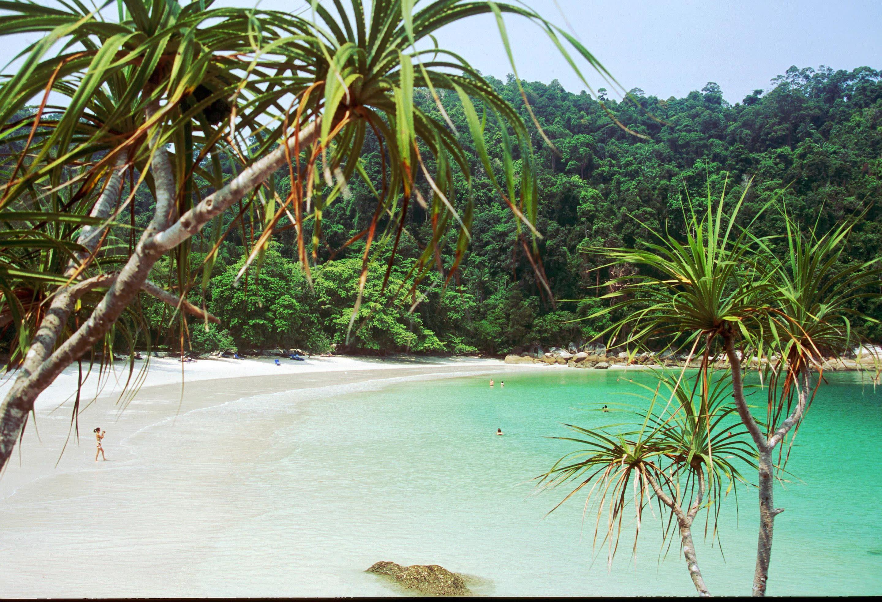 water next to a palm tree