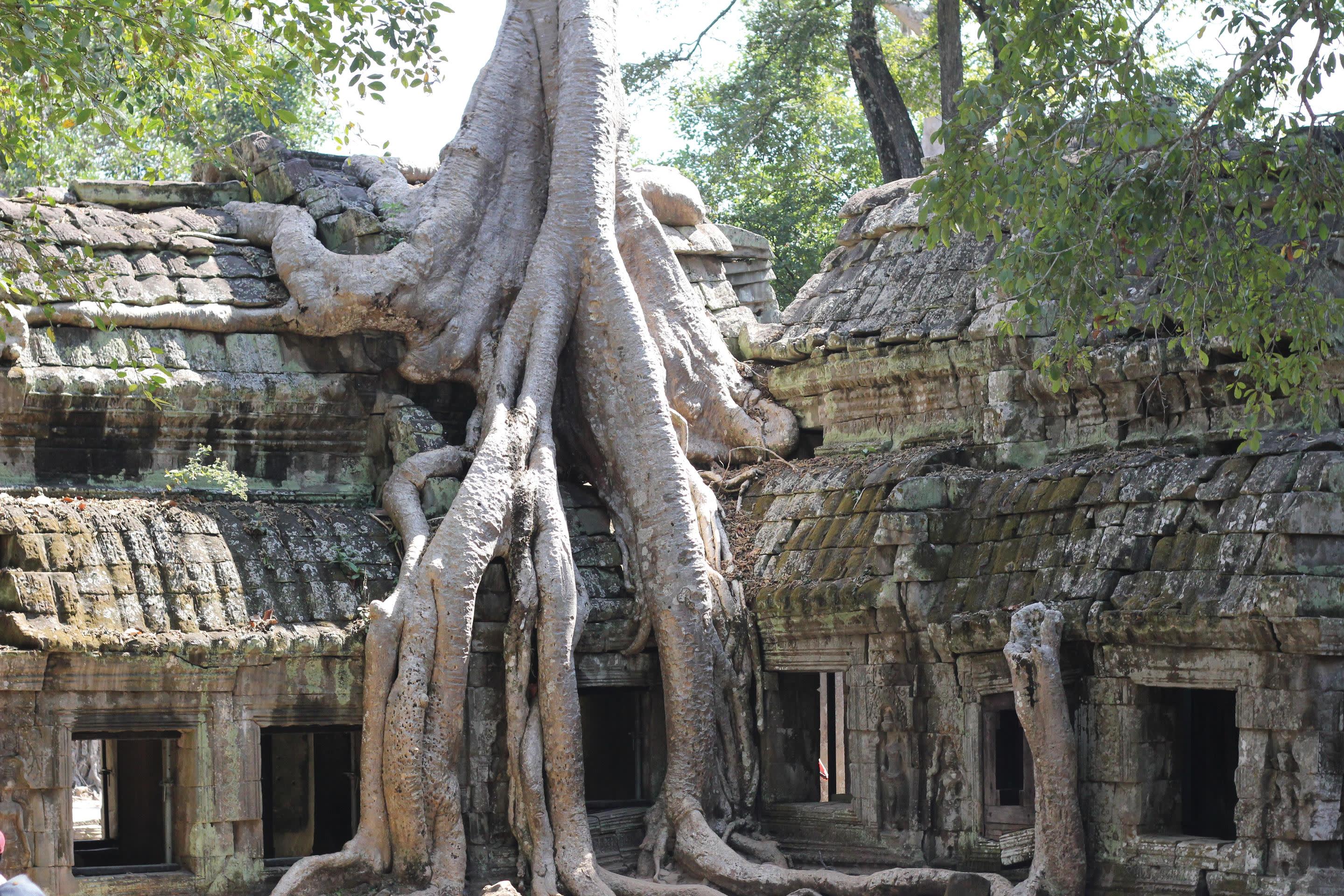 a tree in front of a large rock with Angkor Wat in the background