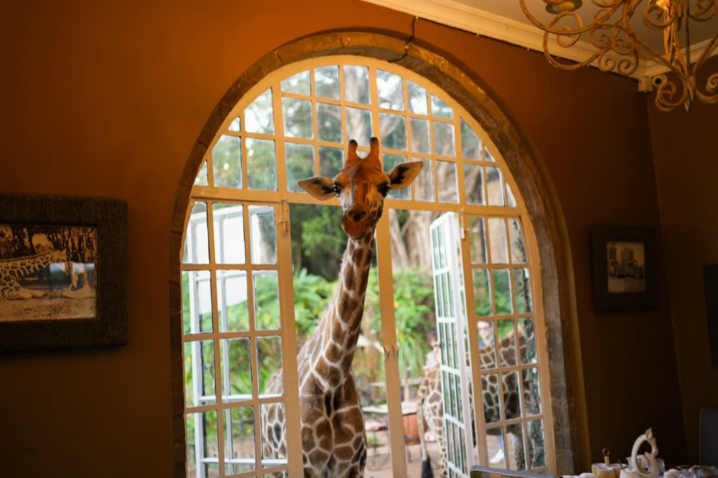Giraffe Manor in Kenya is a trip you must book early.