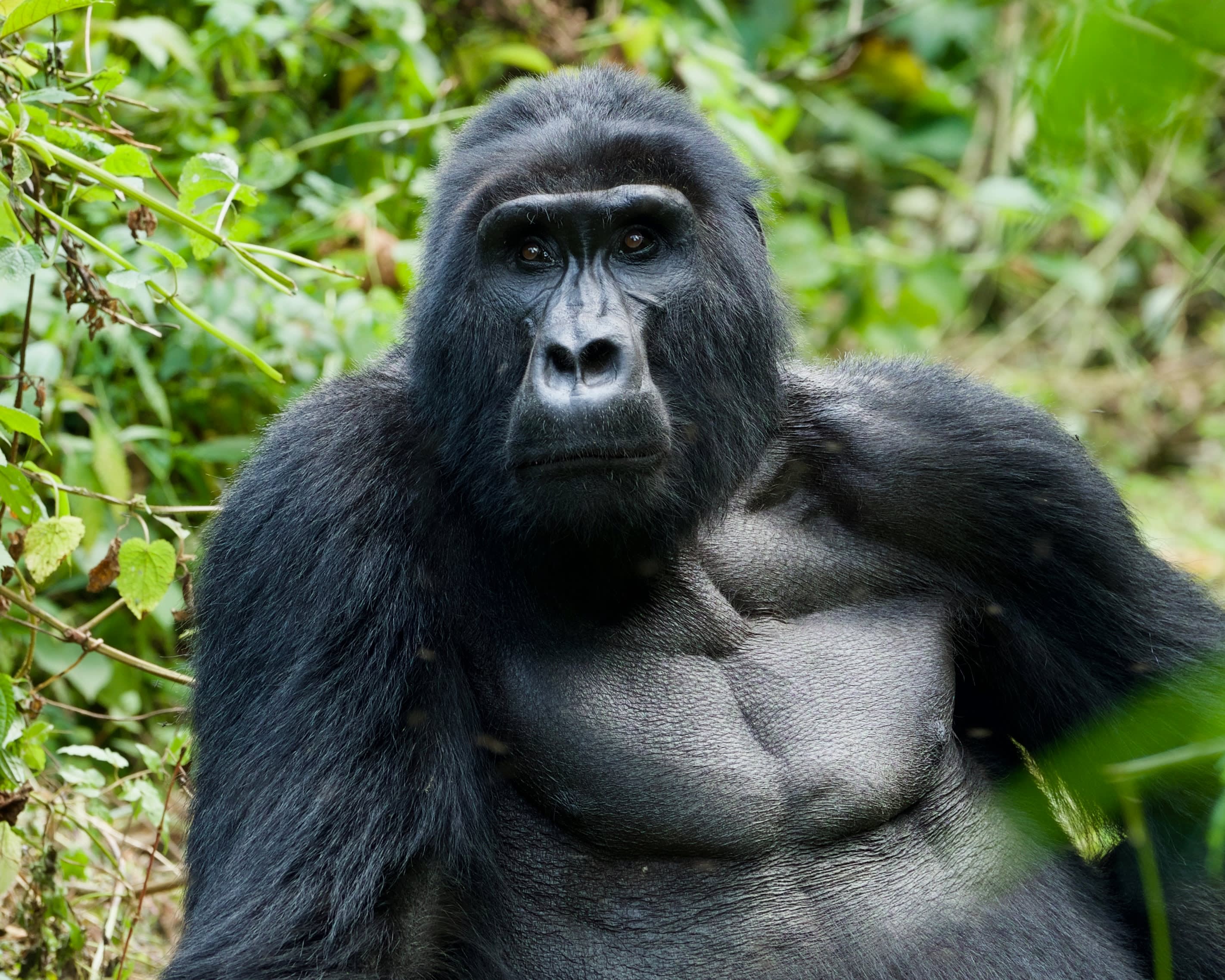 Gorilla trekking Uganda