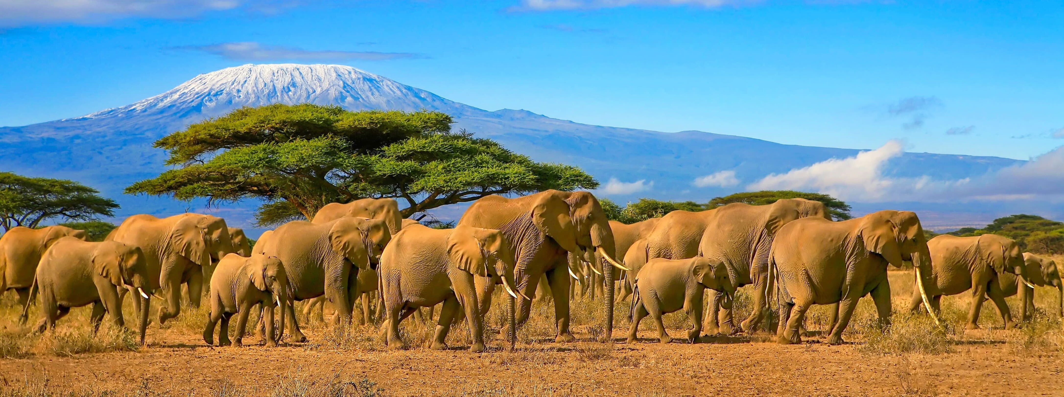 A herd of African elephants seen from a safari vehicle in Kenya, with Tanzania’s snow-capped Mount Kilimanjaro in the background