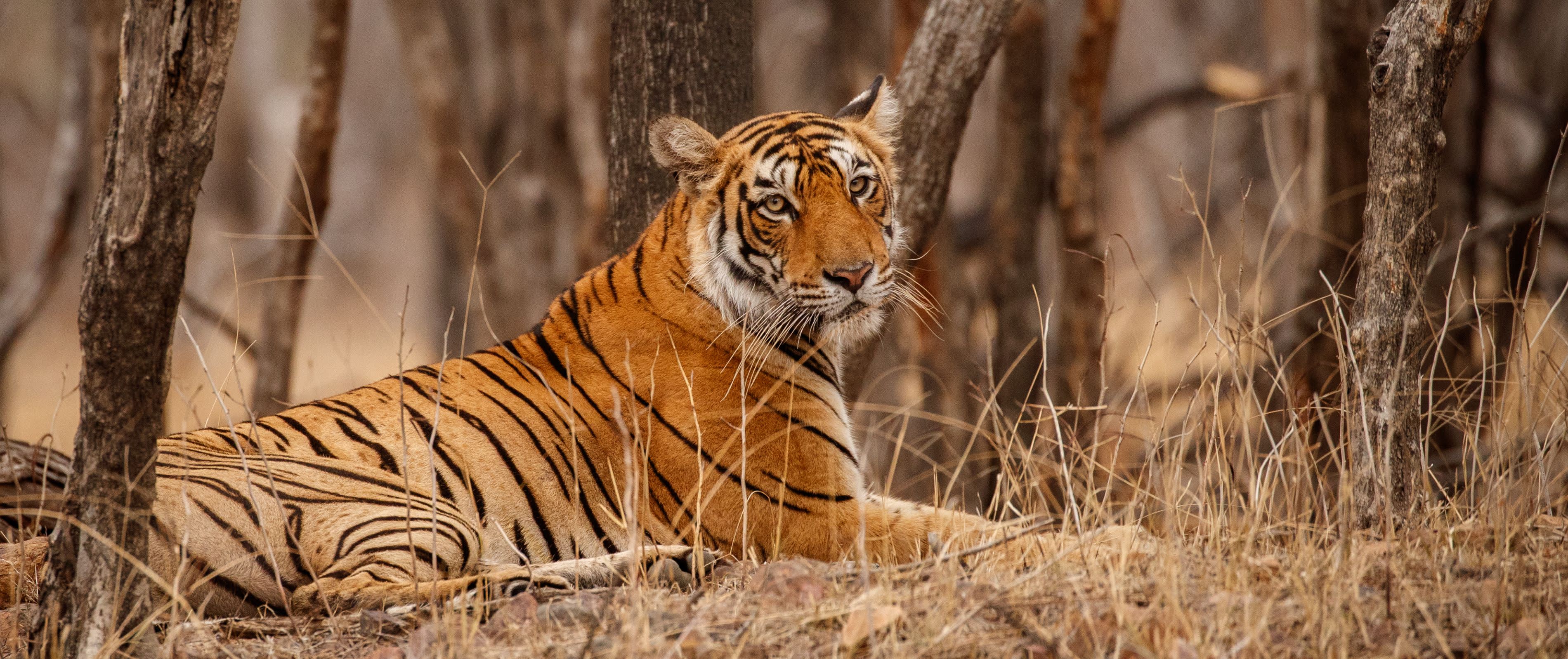 Bengal Tiger, India