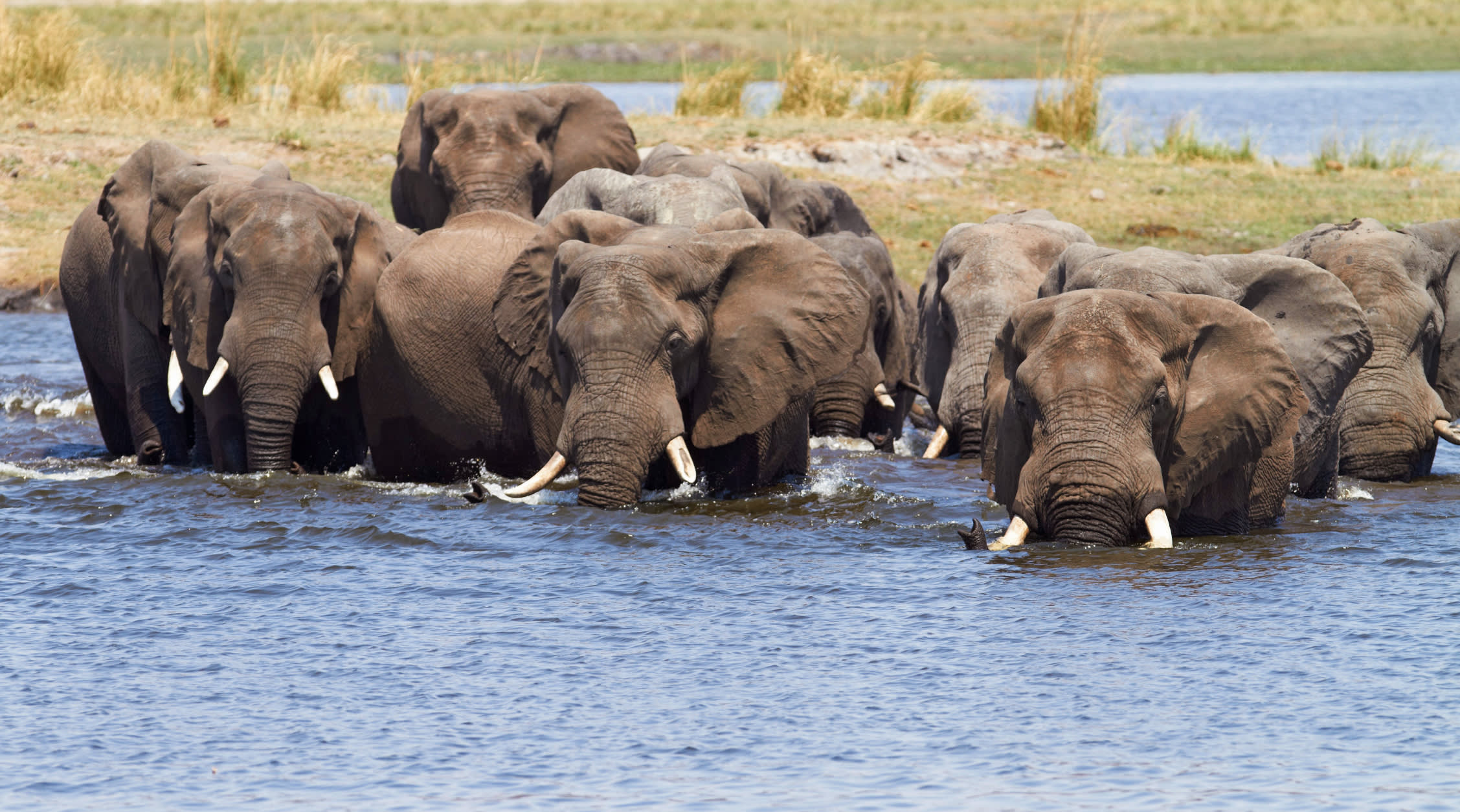 Elephants in Chobe River, Botswana, Africa