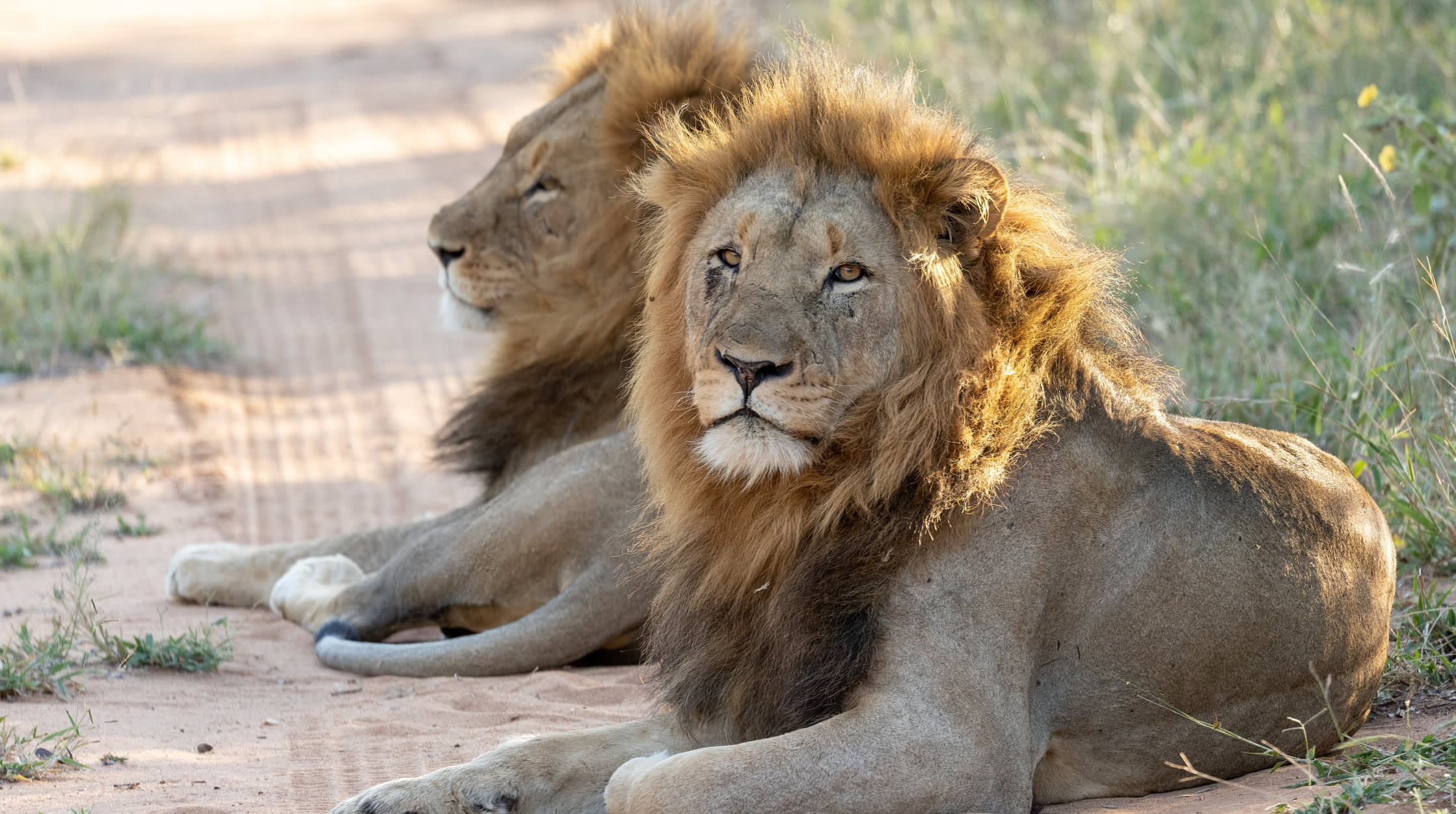 Lions in Kruger National Park