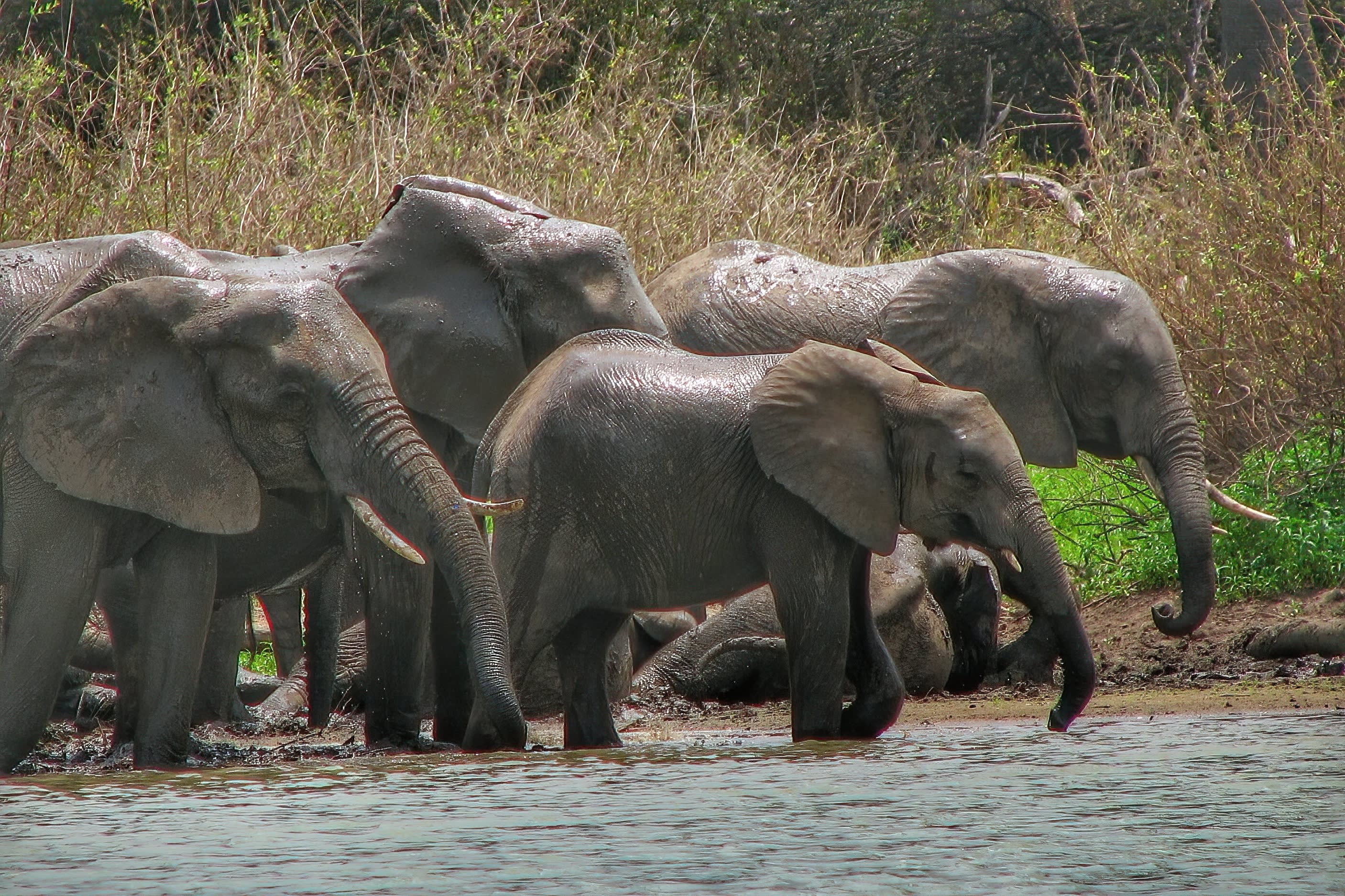 Elephants in Tanzania