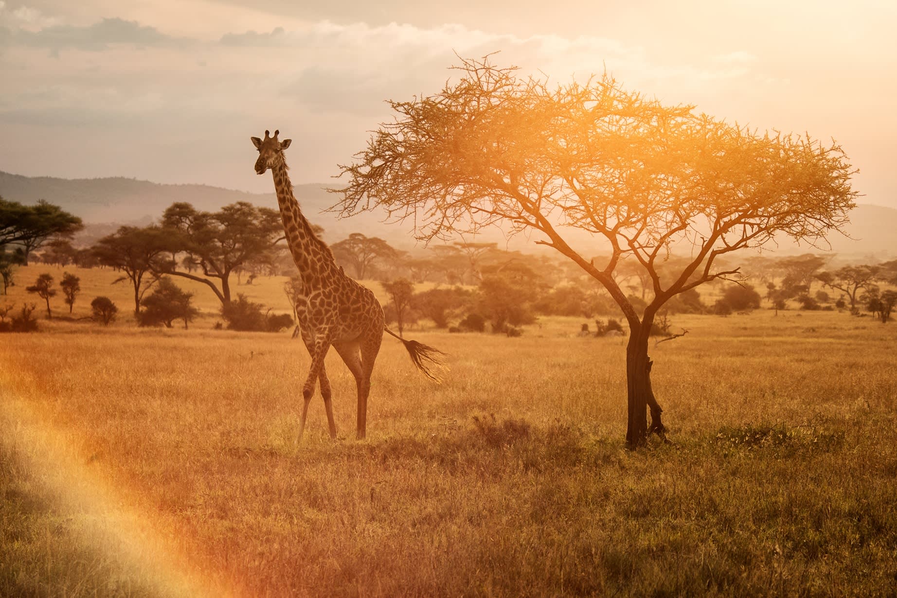 A giraffe stands on the golden savanna grasslands of Serengeti National Park, Tanzania, beside a sparse acacia tree bathed in warm sunset light. The scene glows with rich orange and golden hues from the setting sun, with lens flare visible in the lower left. Rolling hills, scattered acacia trees, and a partly cloudy sky form the expansive background.