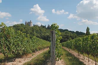 Buzet Vineyard, Aquitaine