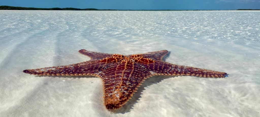 Top des Choses à Faire aux Exumas, Bahamas