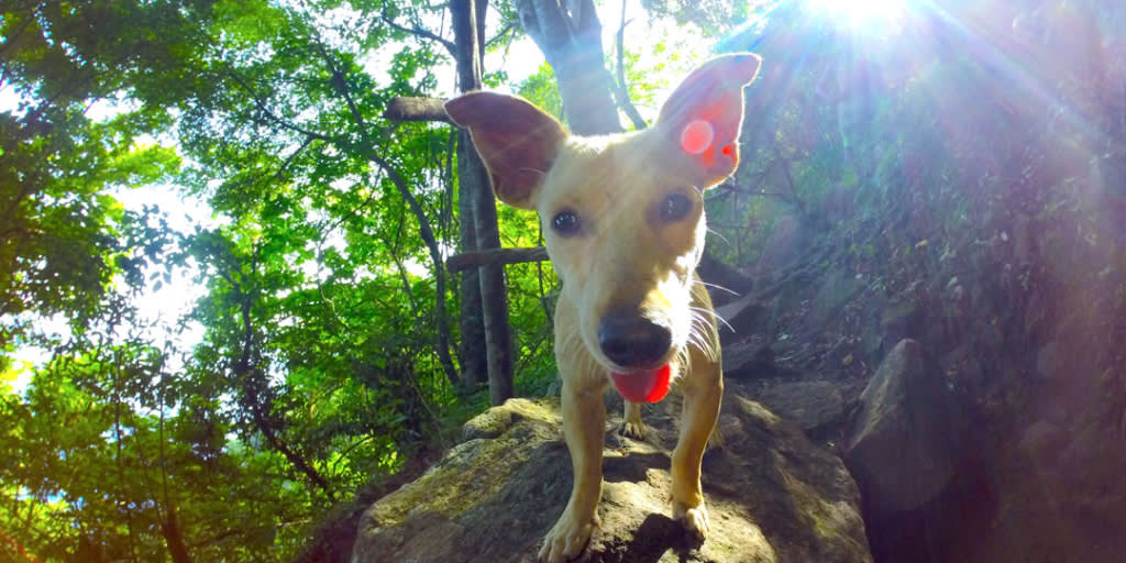 Dog in St Lucia