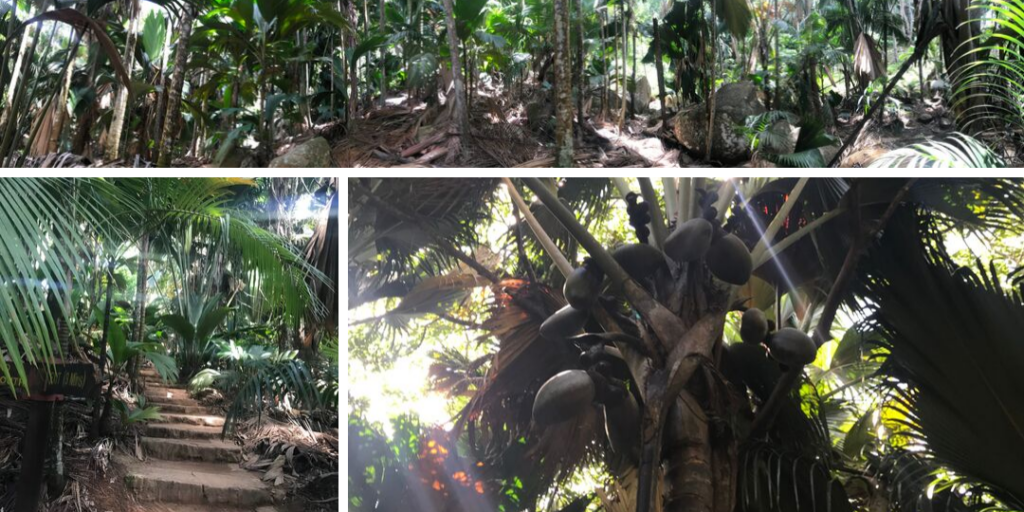 Praslin – La Vallée de Mai