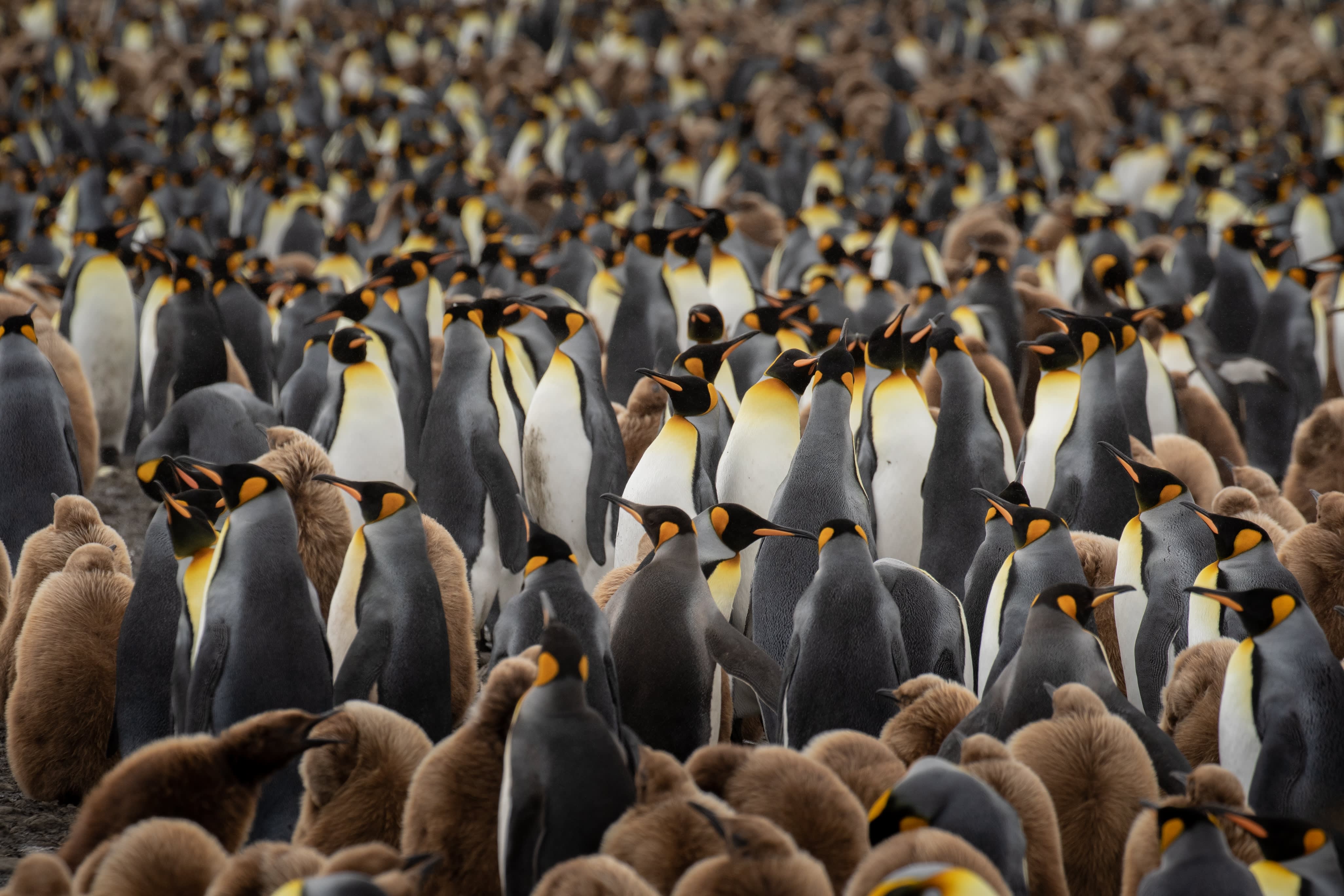 South Georgia and Antarctic Peninsula: Penguin Safari