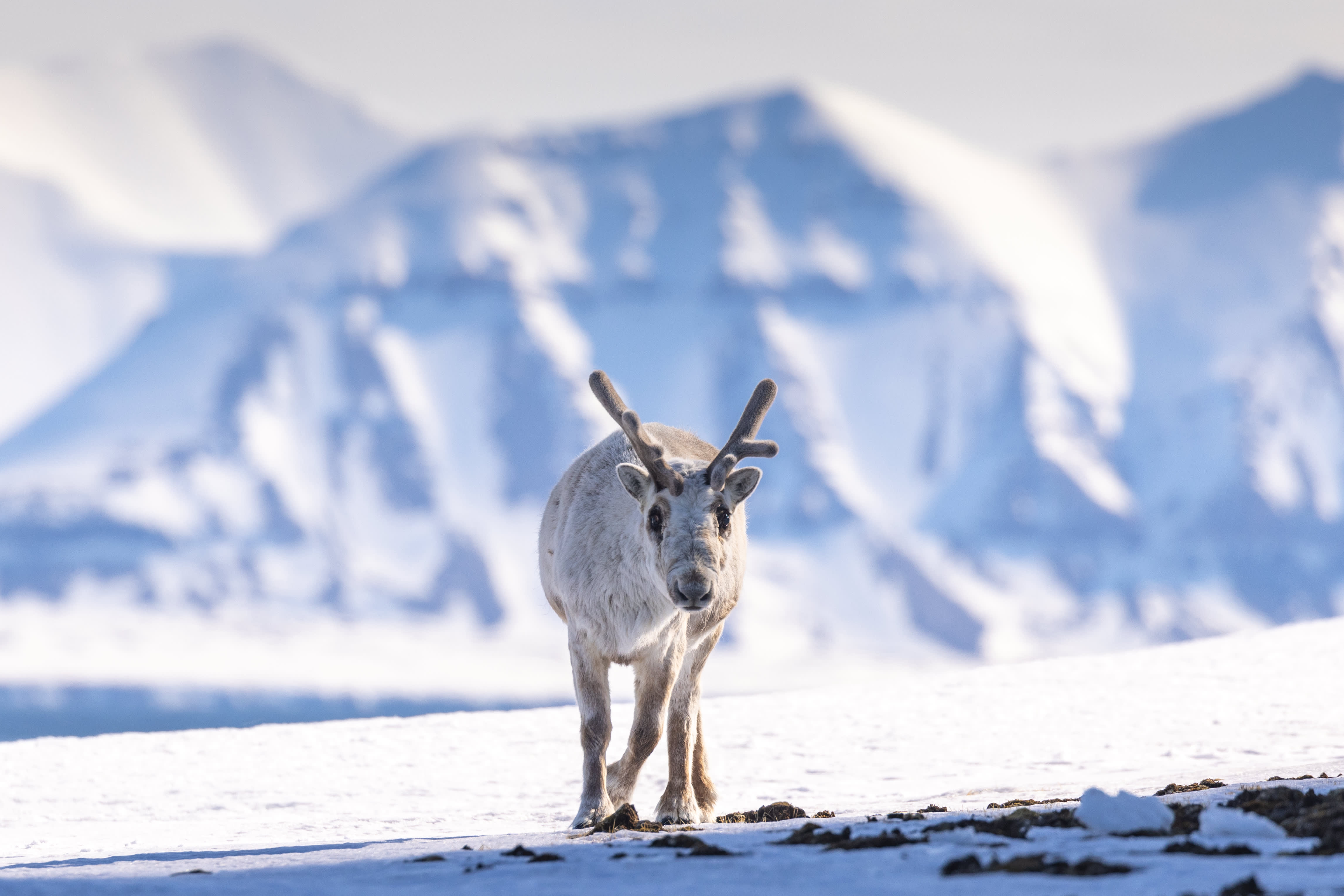 Spitsbergen Circumnavigation: A Rite of Passage