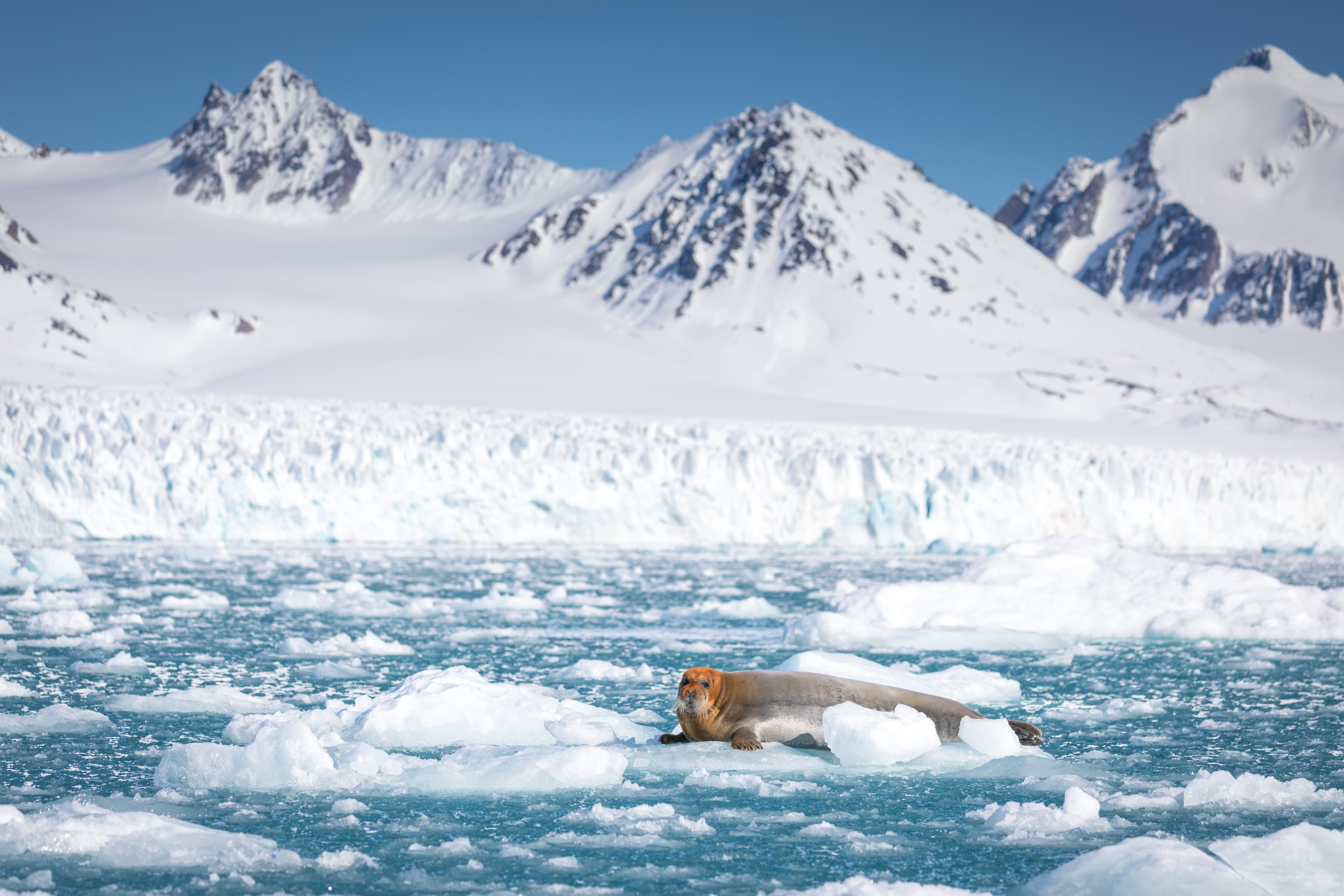 Spitsbergen Circumnavigation: A Rite of Passage