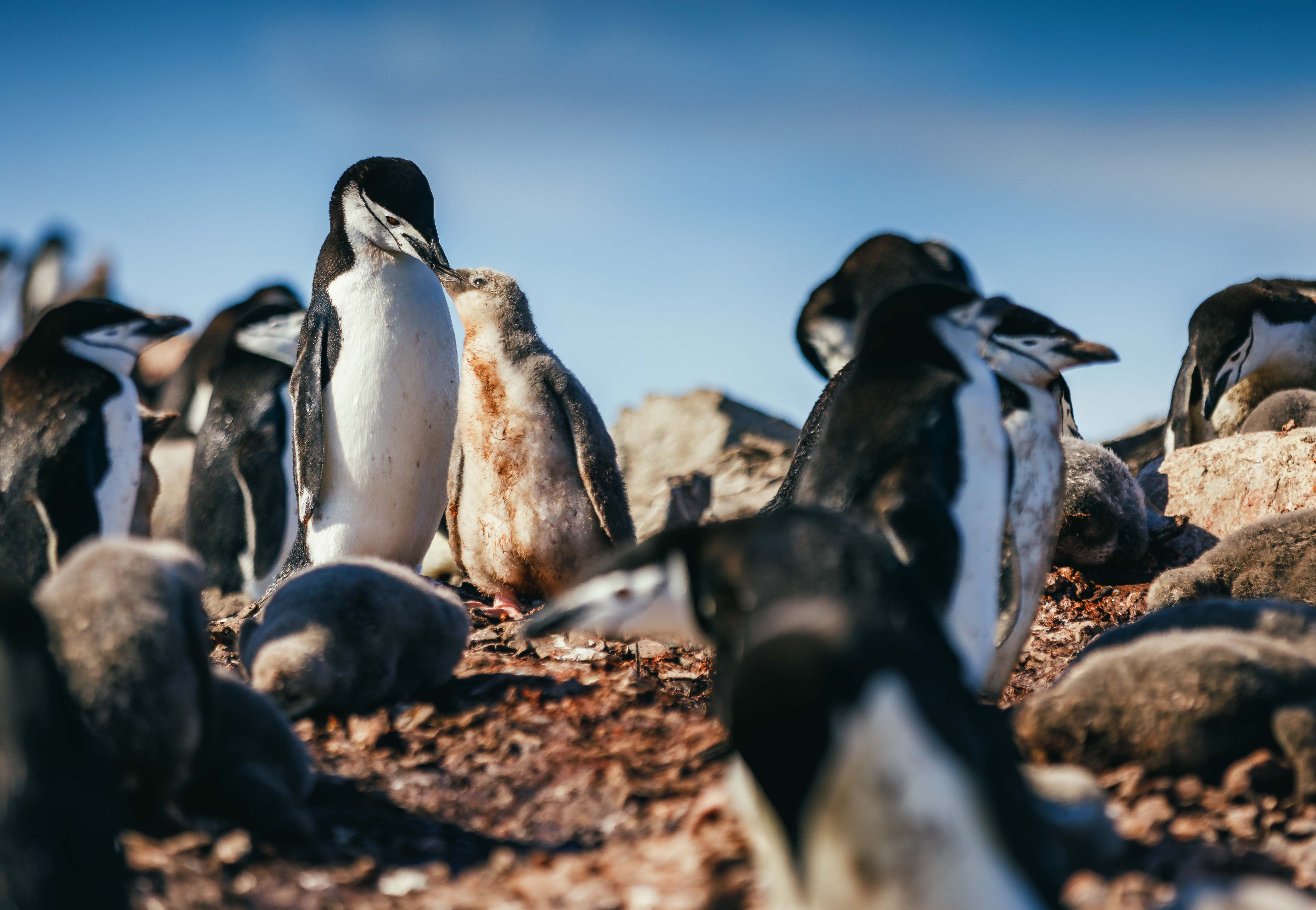 Antarctic Express: Crossing the Circle