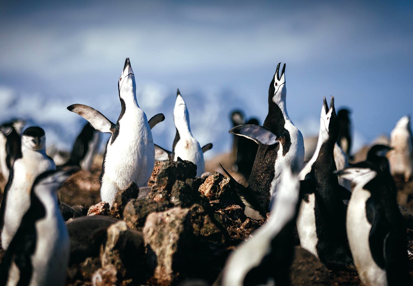 Antarctic Express: Crossing the Circle
