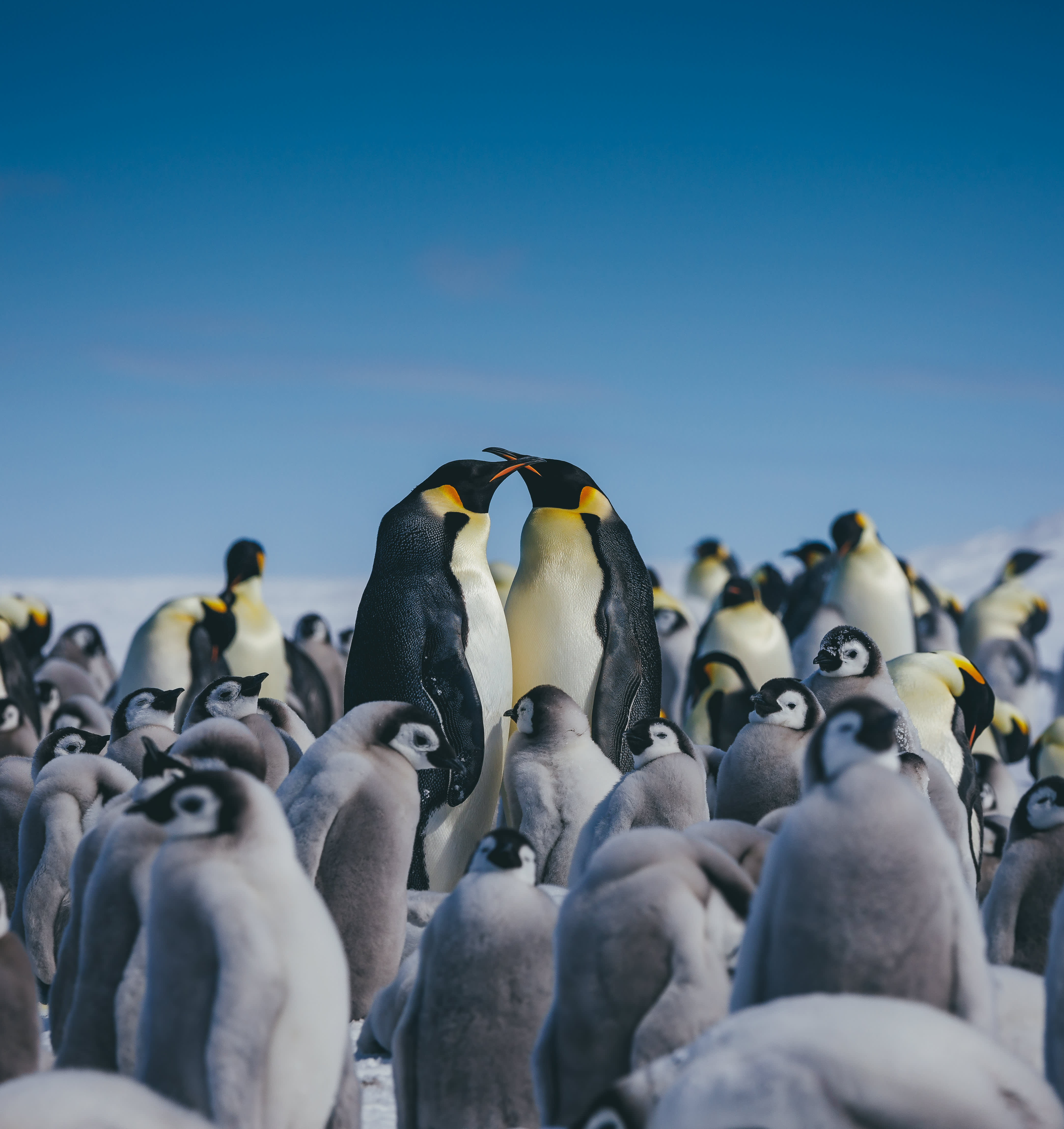 Emperor Penguin Quest: Expedition to Snow Hill