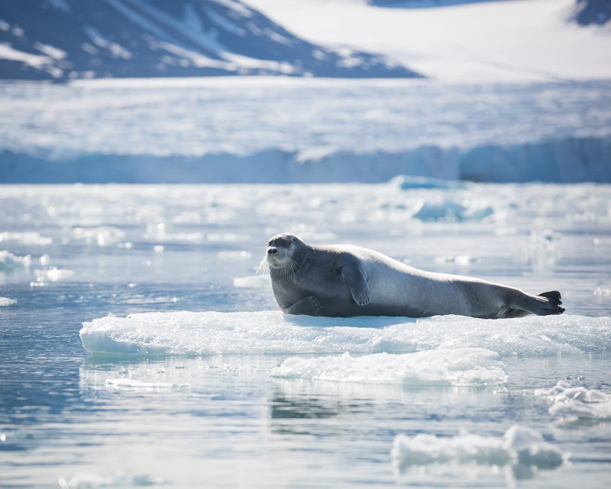 Ultimate Arctic Voyage: From Svalbard to Jan Mayen to Iceland