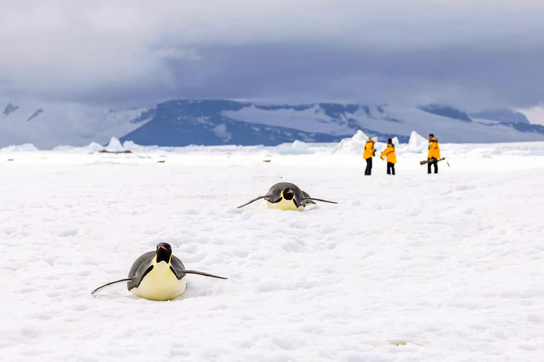 Emperor Penguin Quest: Expedition to Snow Hill