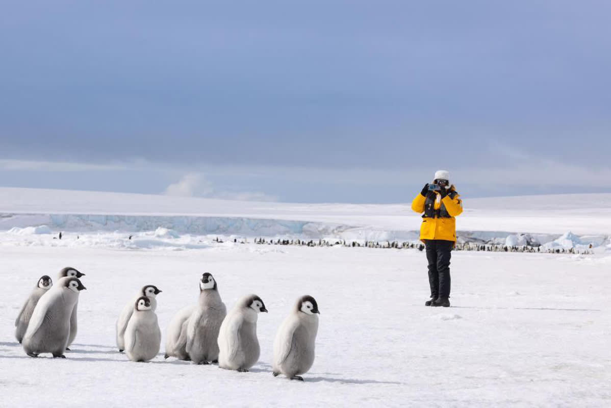 Emperor Penguin Quest: Expedition to Snow Hill