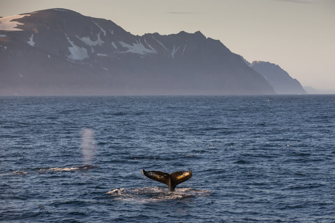 South Greenland Adventure: The Majestic Alpine Arctic