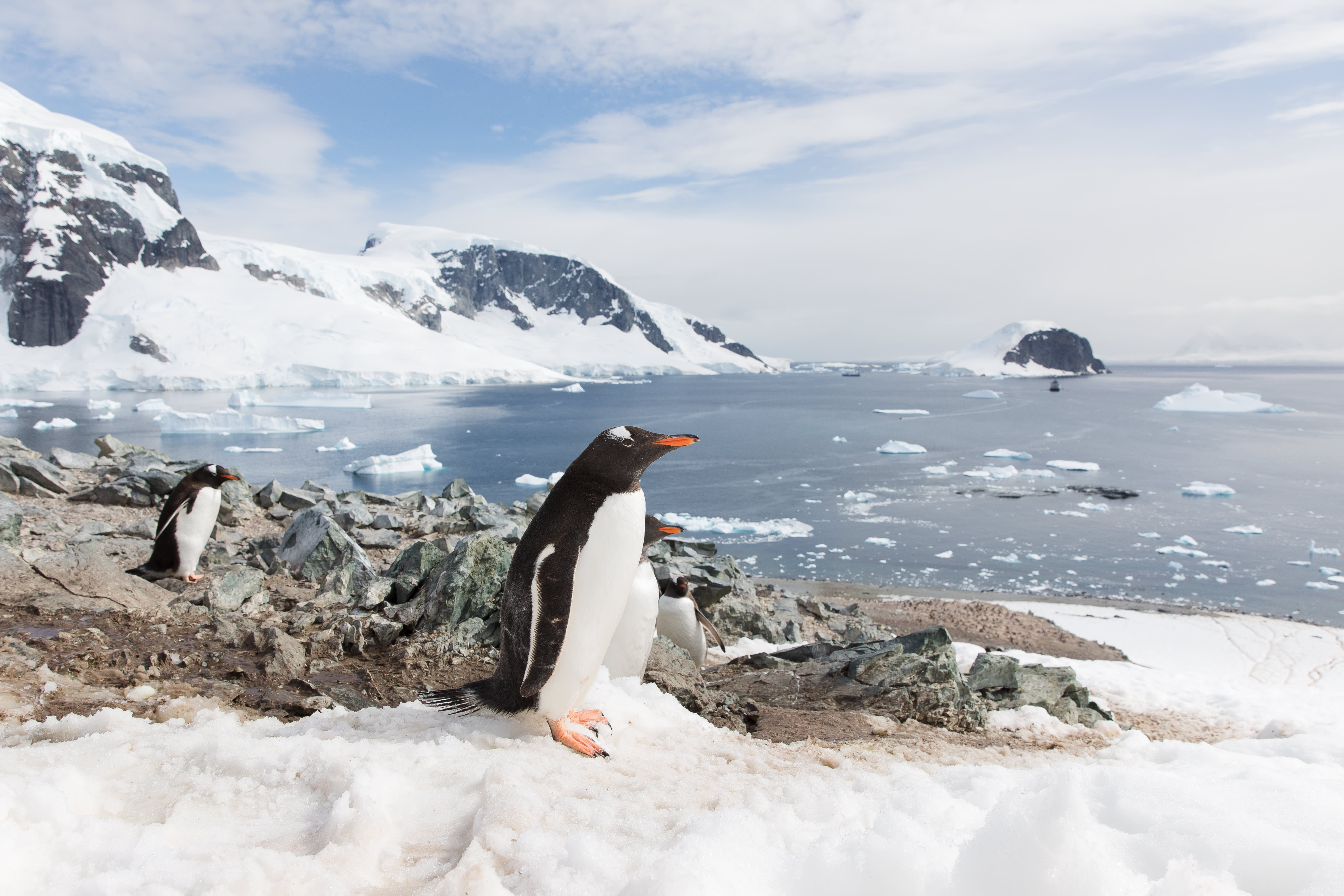 Close up photo of mutliple Gentoo penguins near their rocky nests on Danco Island
