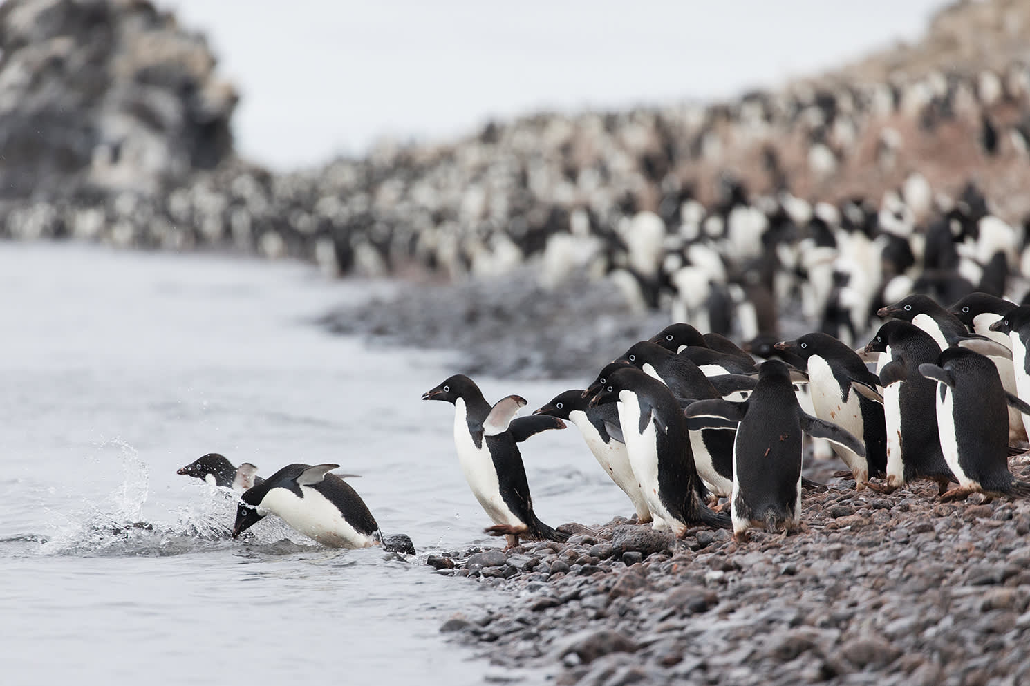 Wildlife Guide: Adélie Penguin Facts - Quark Expeditions, image size:1490x993