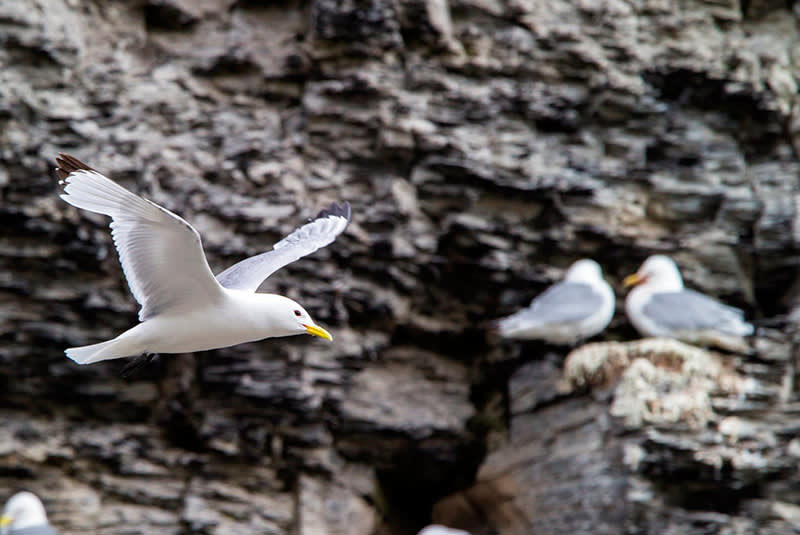 The Top 5 Bird Cliffs in the Arctic