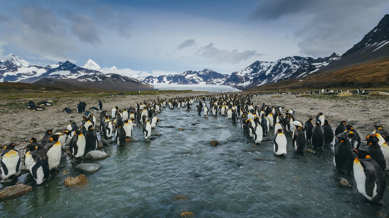 Falklands, South Georgia, and Antarctica: Explorers and Kings
