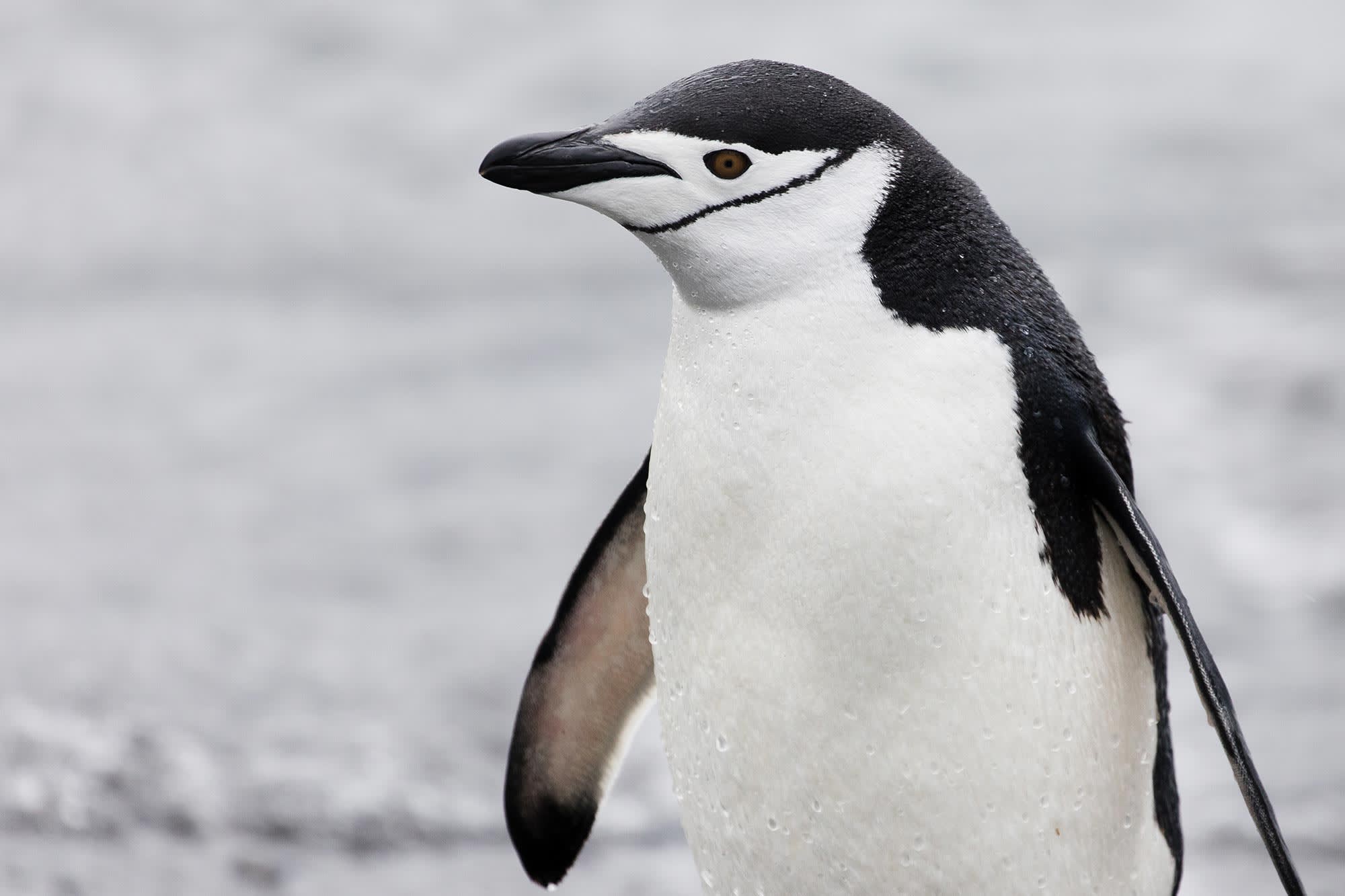 その他 [penguin] Antarctic curiosity: How do penguins get their names