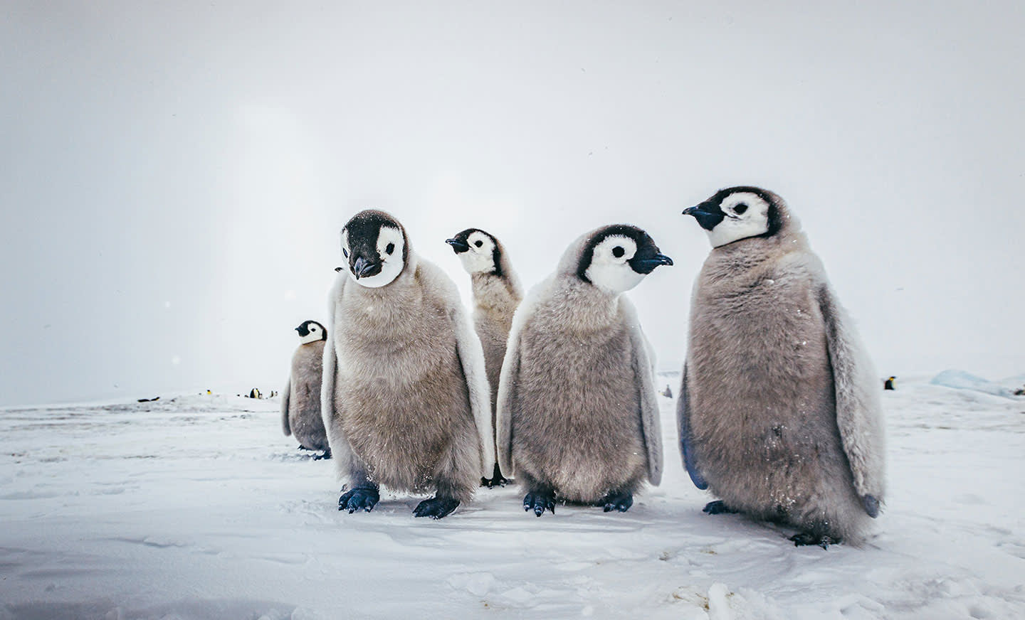 How to See Penguins in Antarctica | Quark Expeditions, image size:1440x872