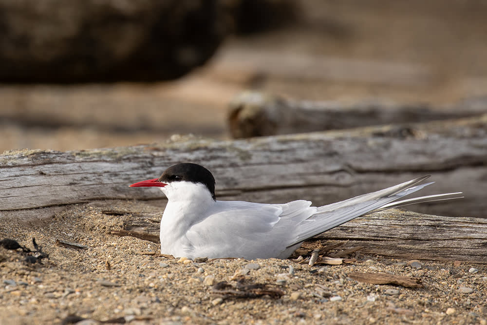 The Voyage of the Arctic Tern by Hugh Montgomery | Goodreads